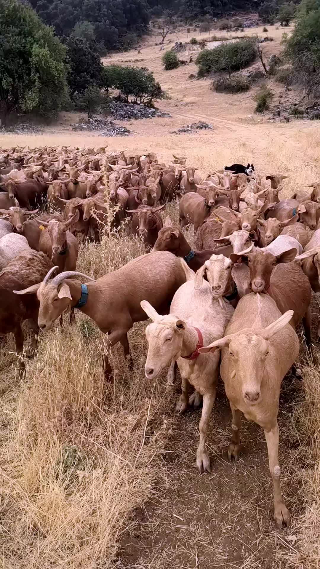 @juan.AKAB.ElCabrero