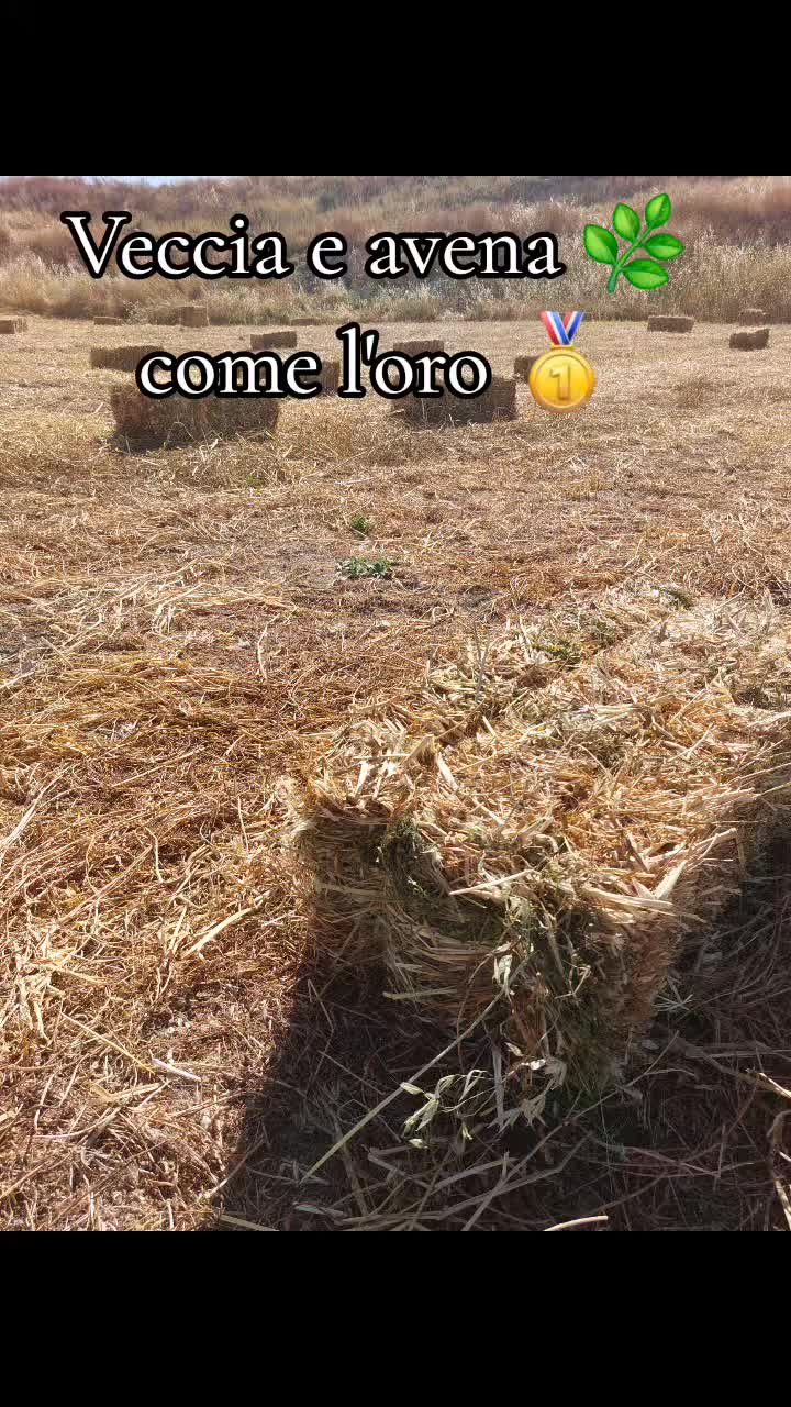 @laureato82