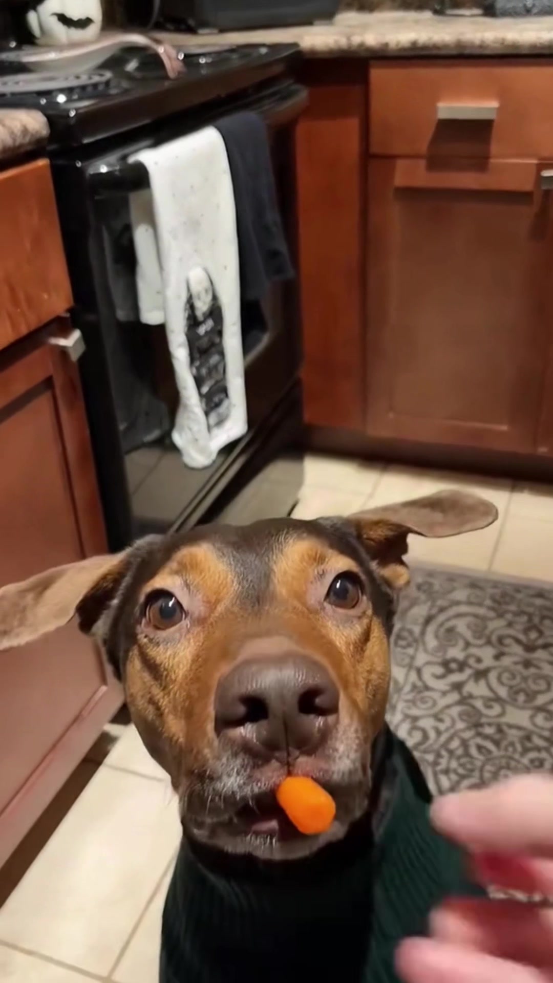 @FunnyAnimals