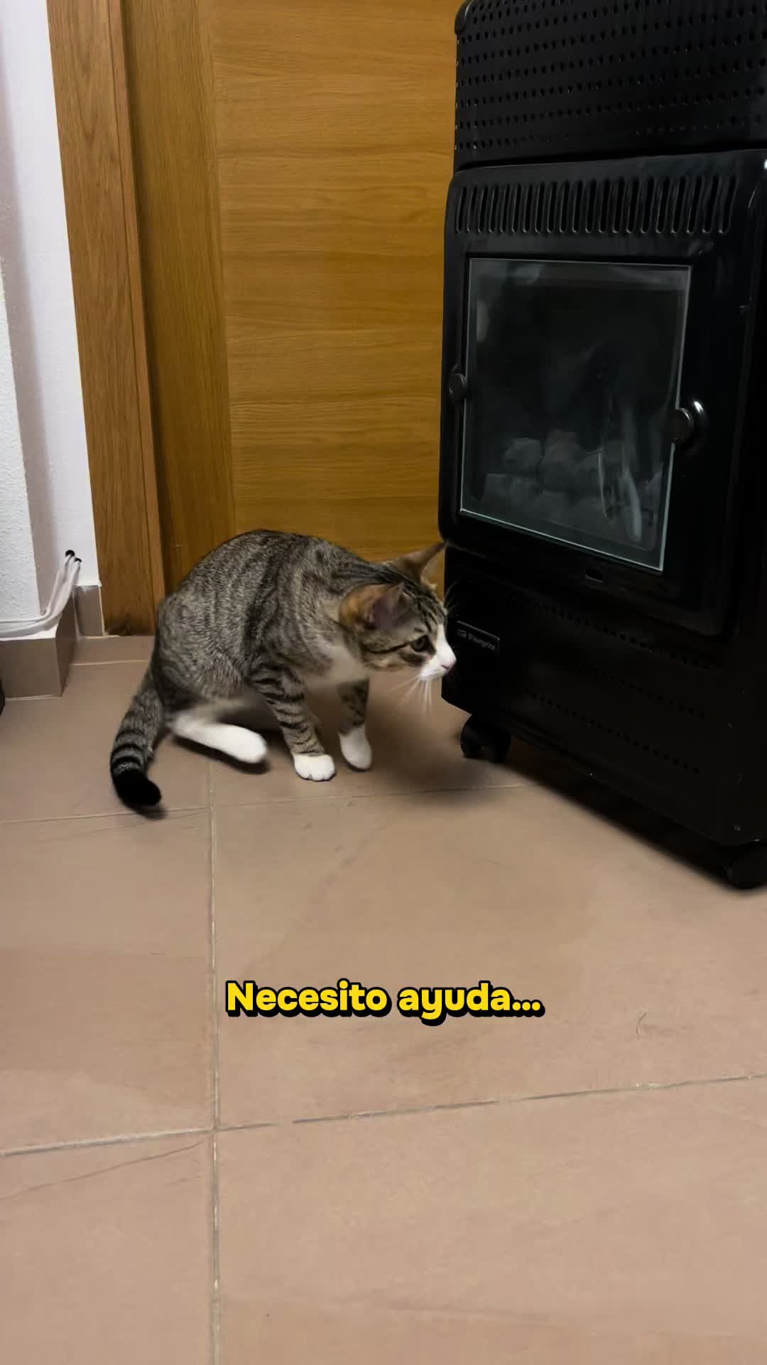 @Gatitos Gatetes