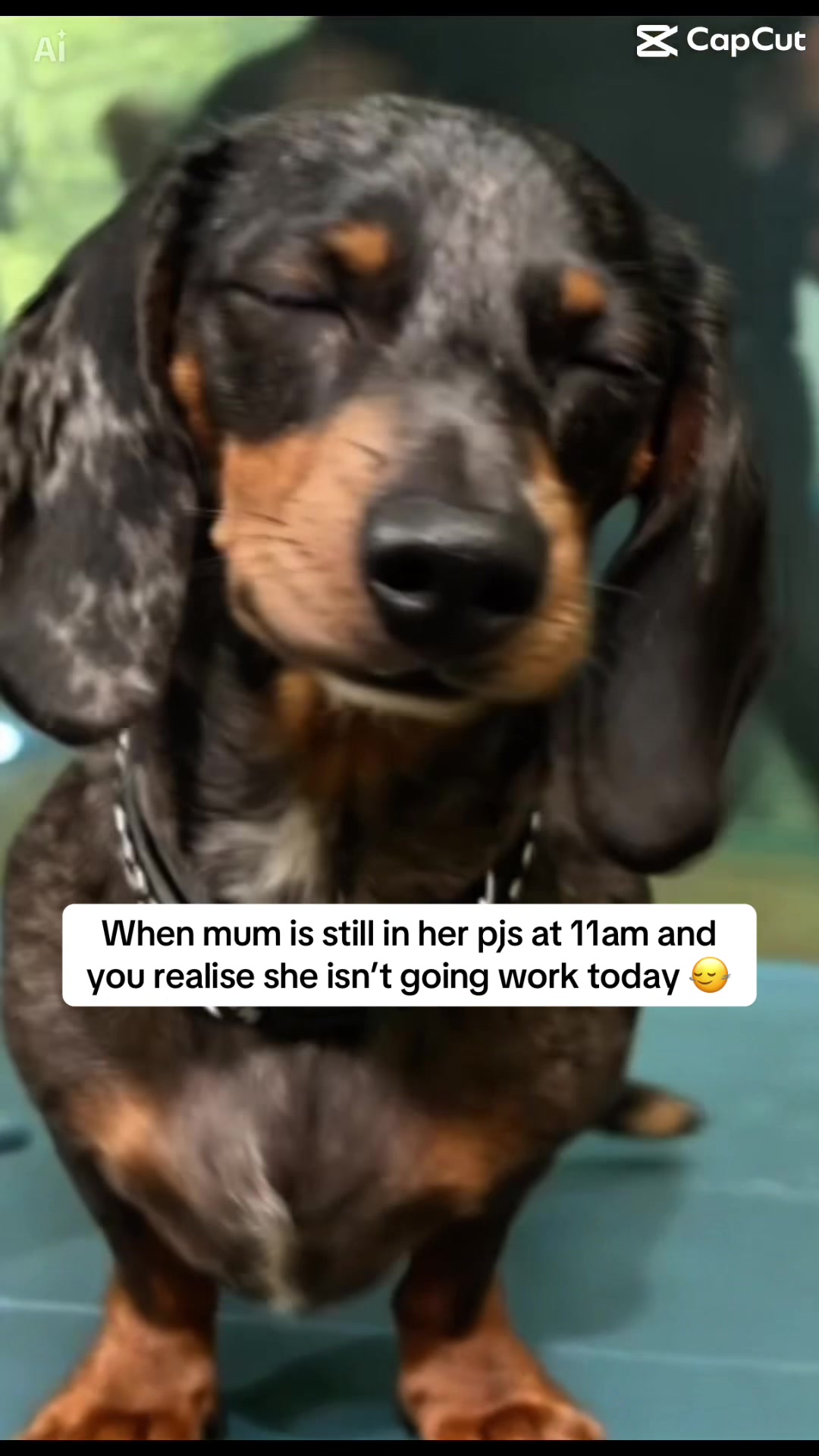 @mylittlesausagebella