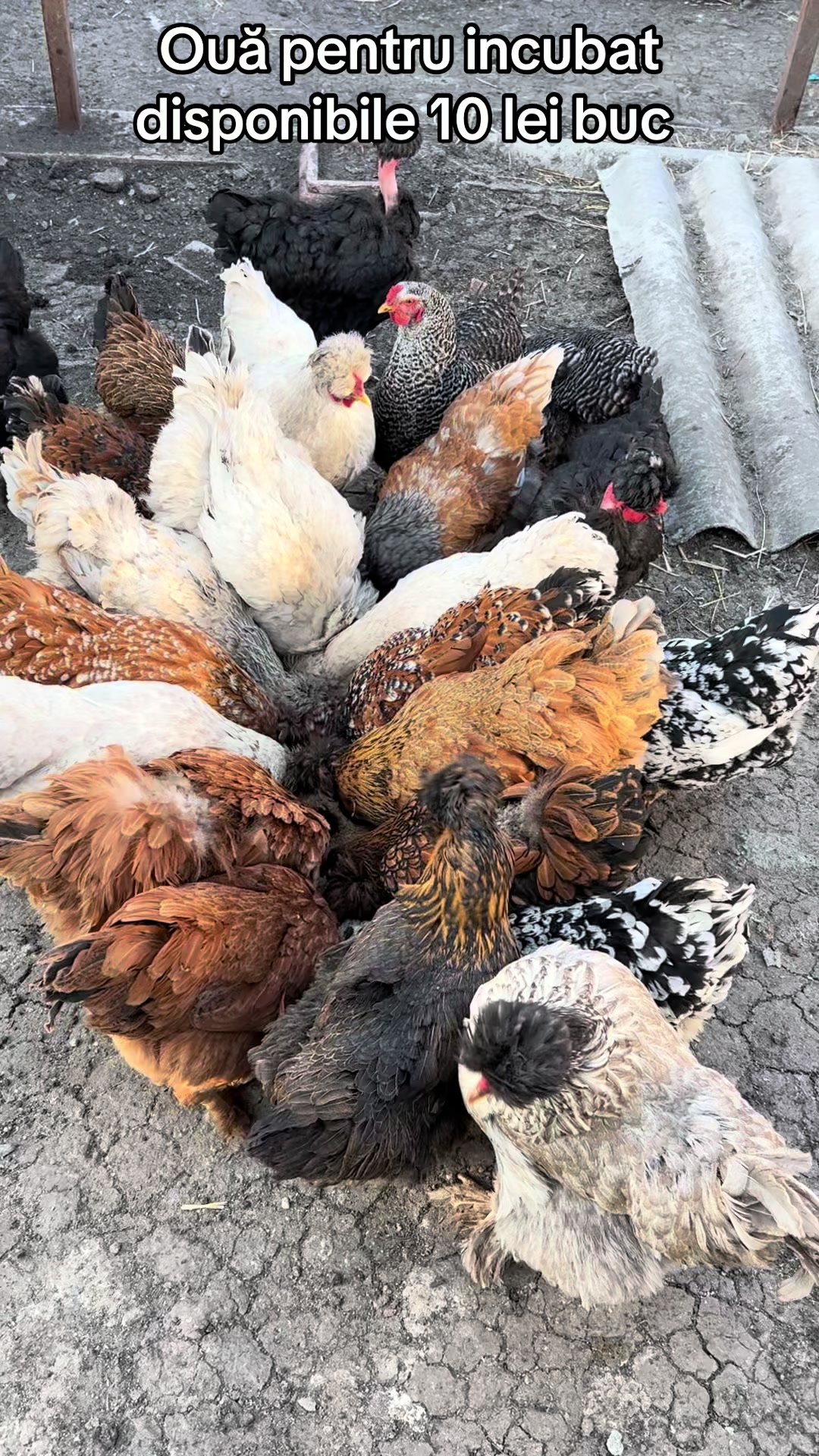 @Găini Moțate Românești