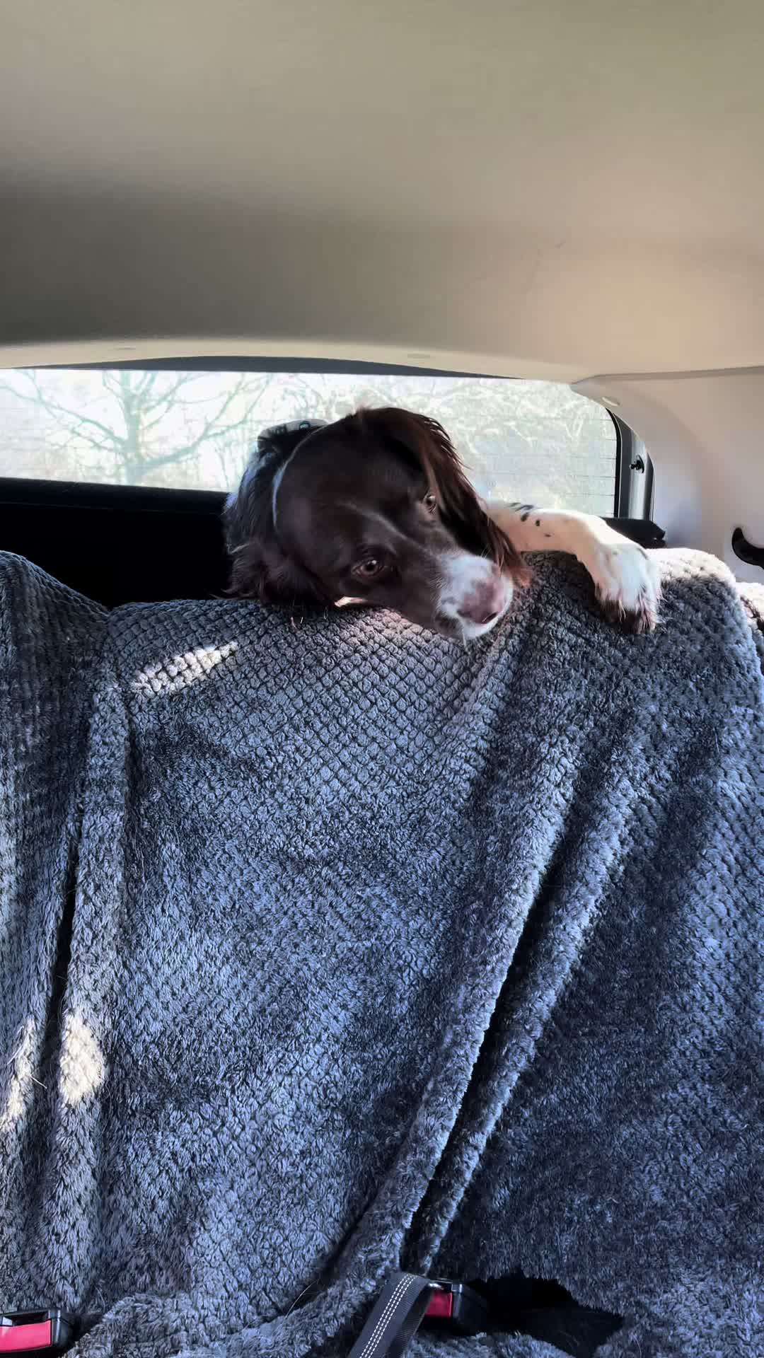 @Jinky Springer Spaniel 🐾 💚
