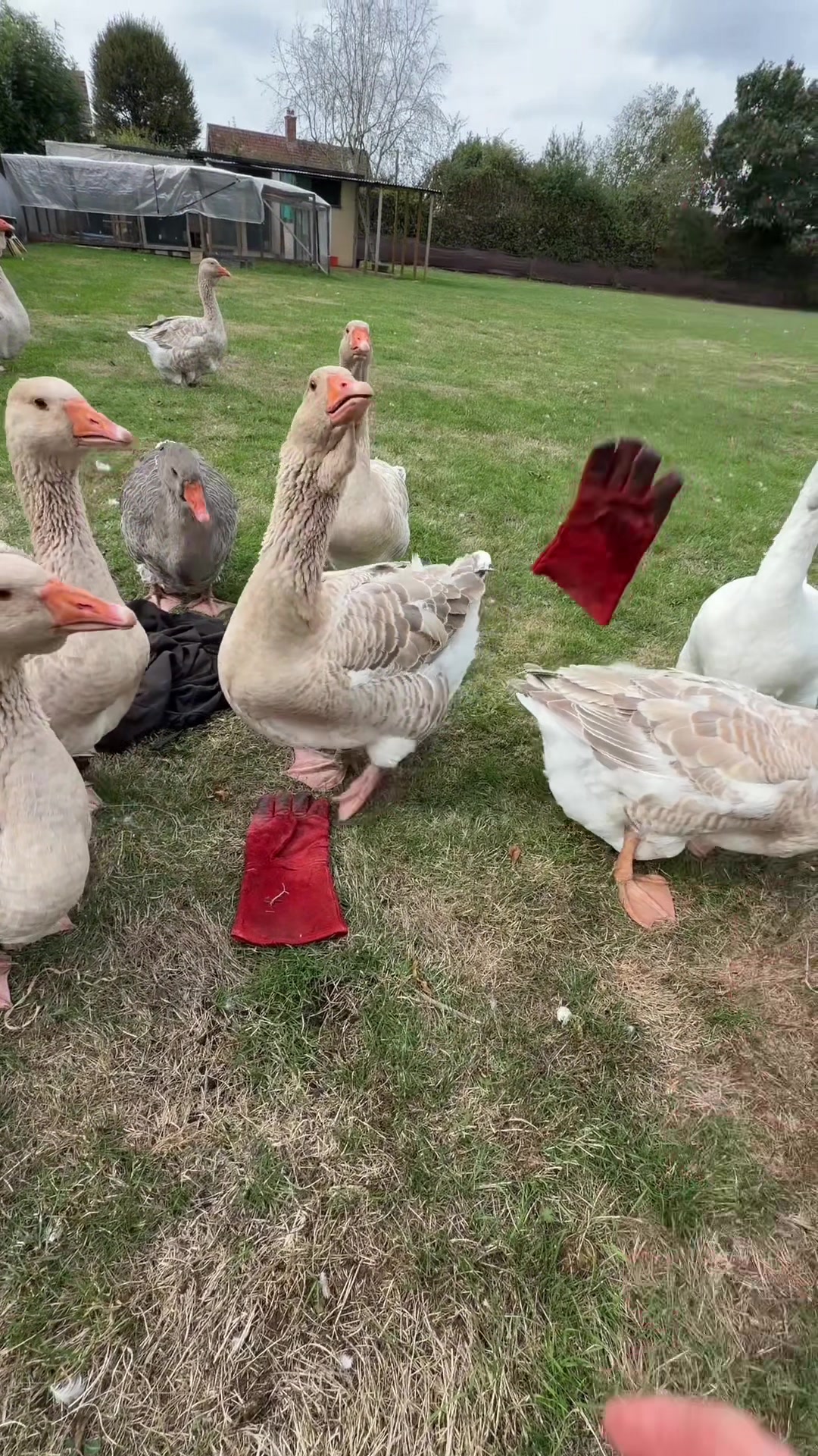 @Willsbirdsanddogs