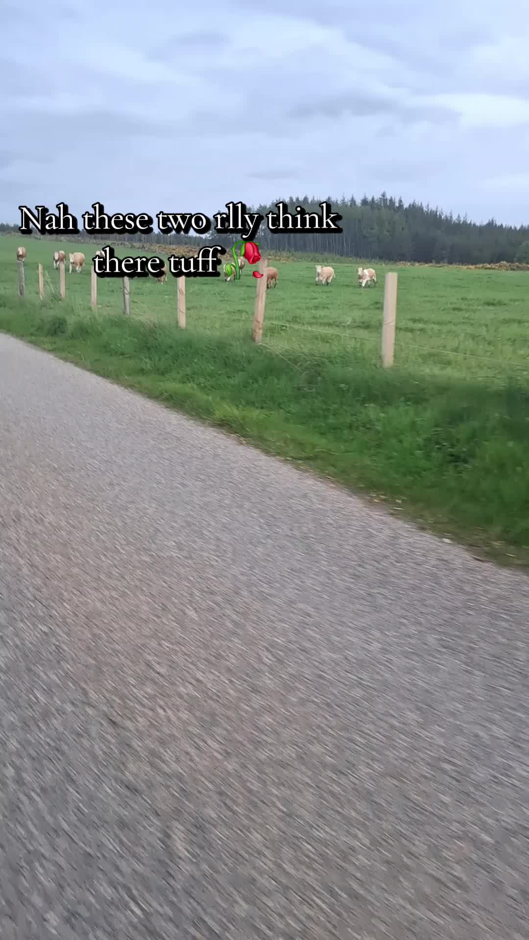 @⦻Akutagawasdying⦻