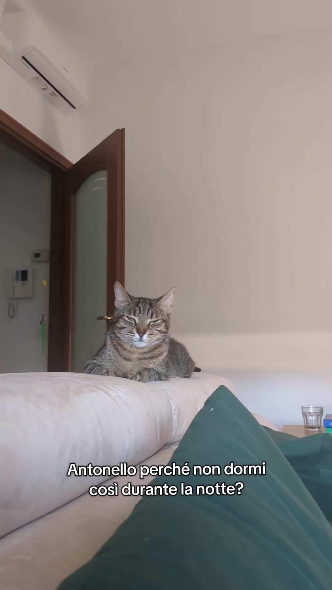 @Lello The Cat