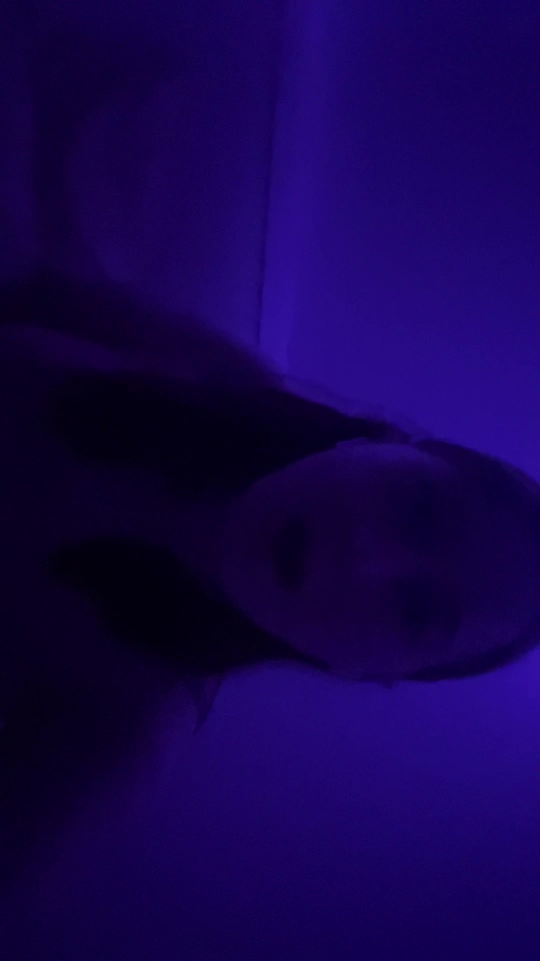 @adorbsmaceyx