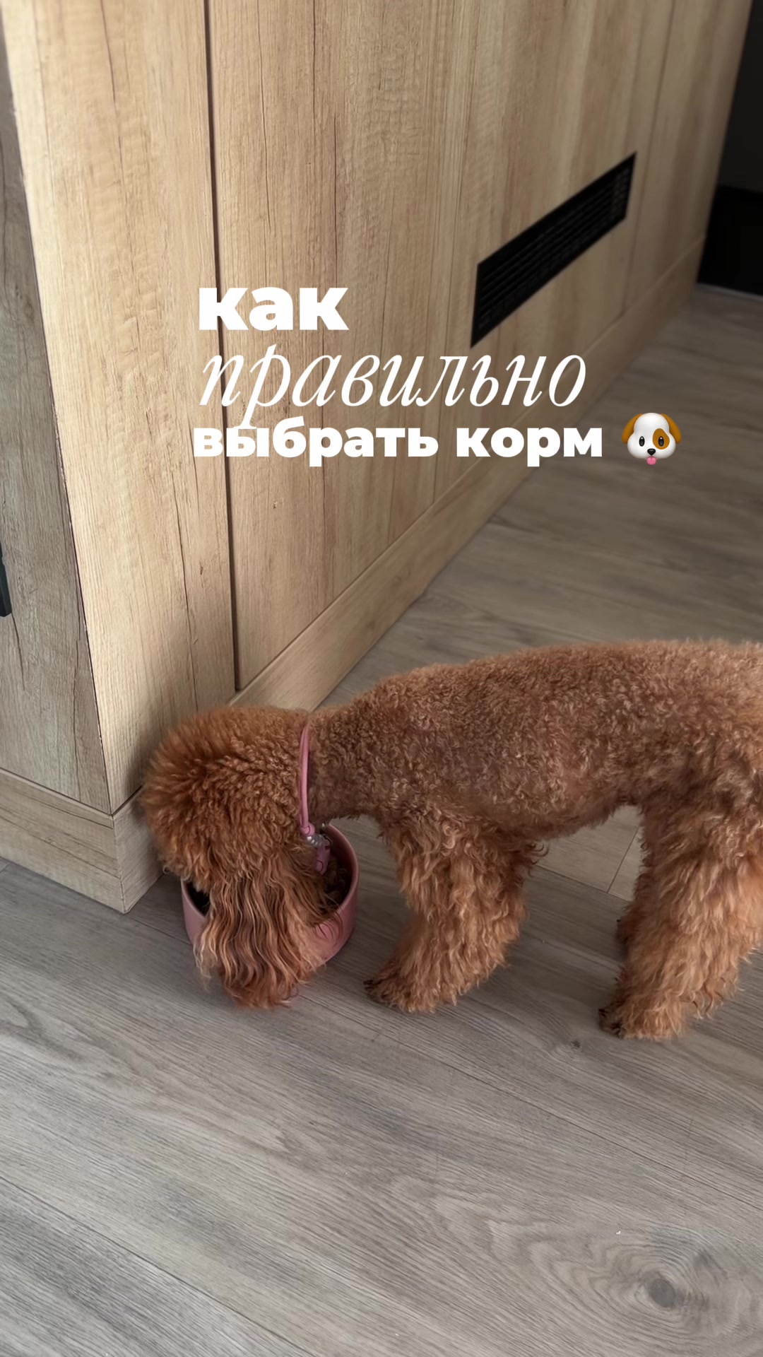 @beatrice_poodle