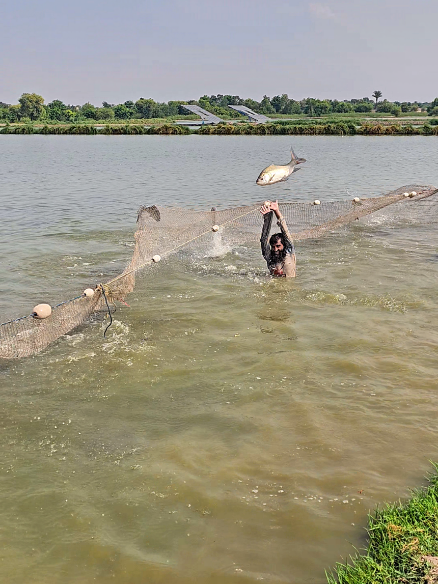@fish catching video