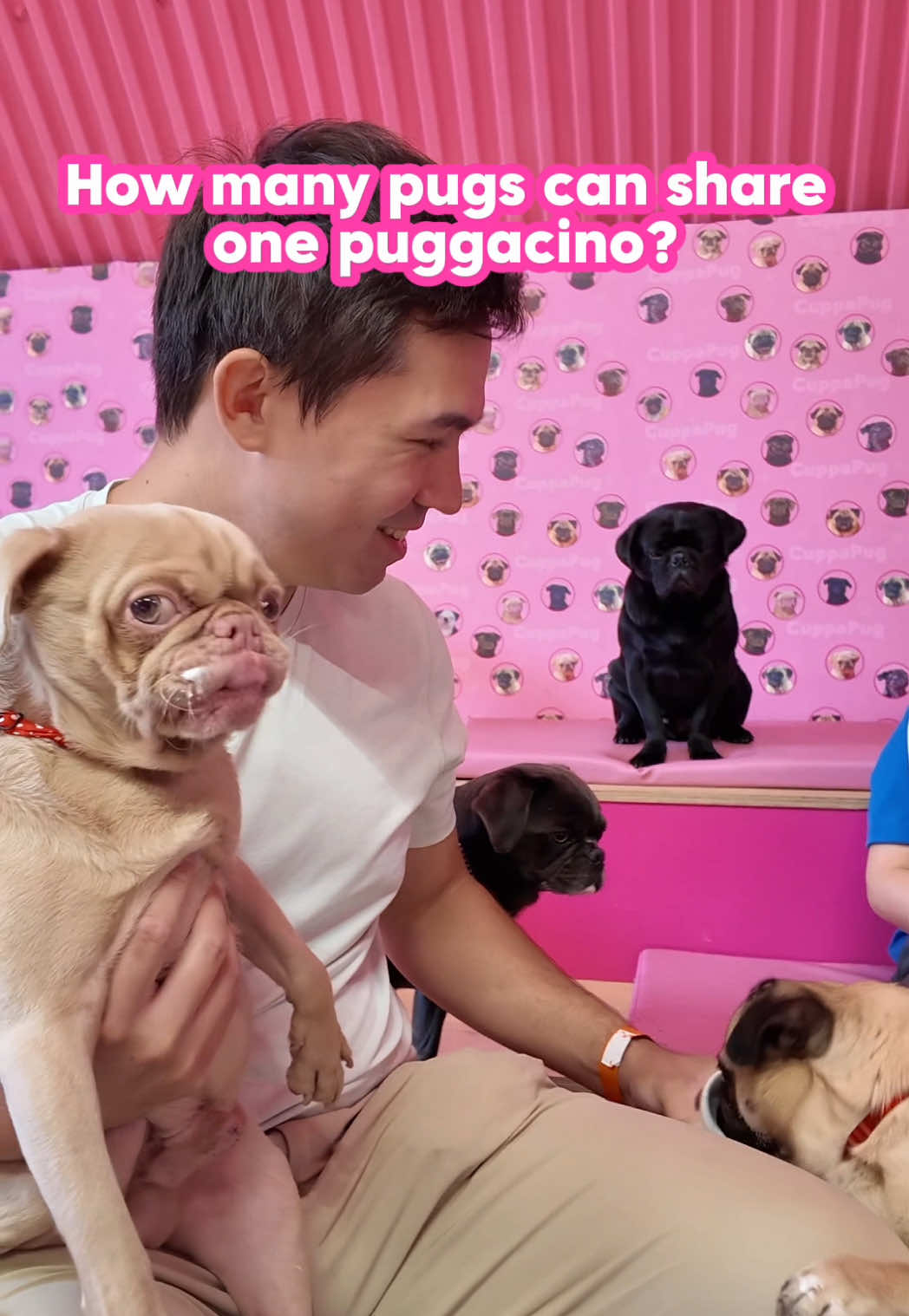 @CuppaPug