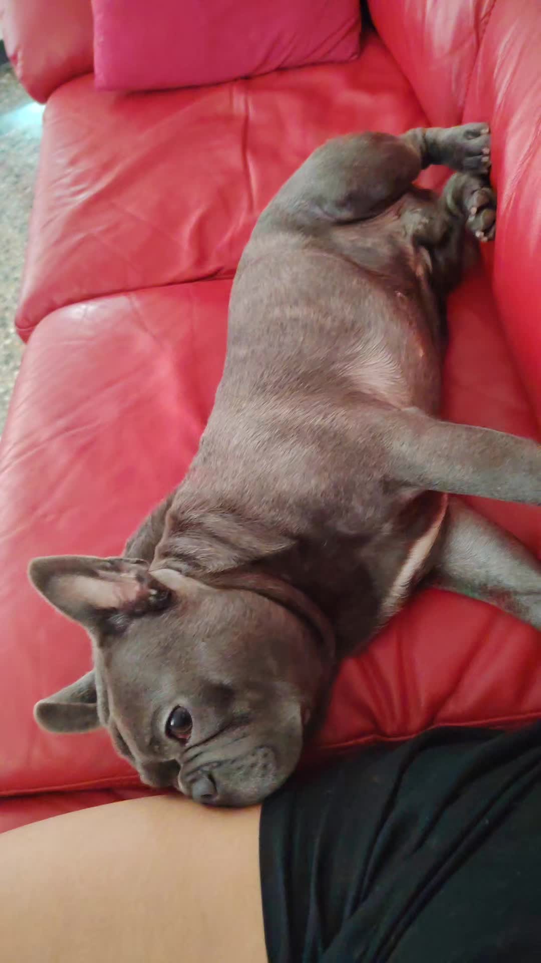 @🐾Pablo🐾