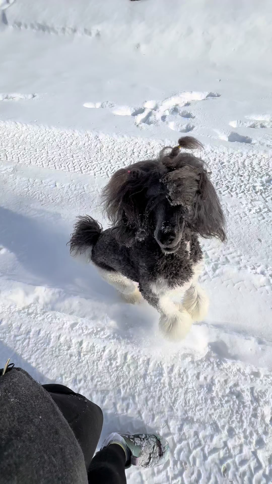 @Luxe The Adventure Poodle