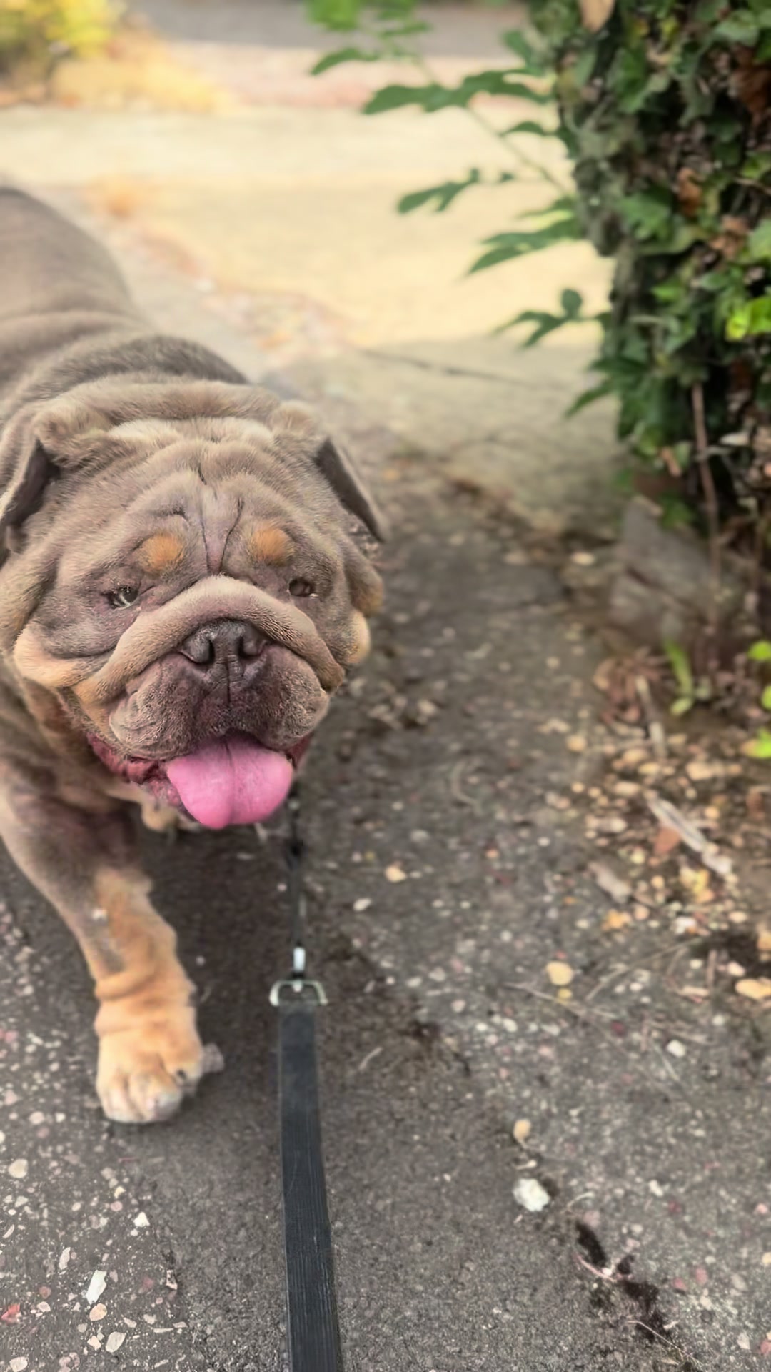 @Tribe Bully Kennels