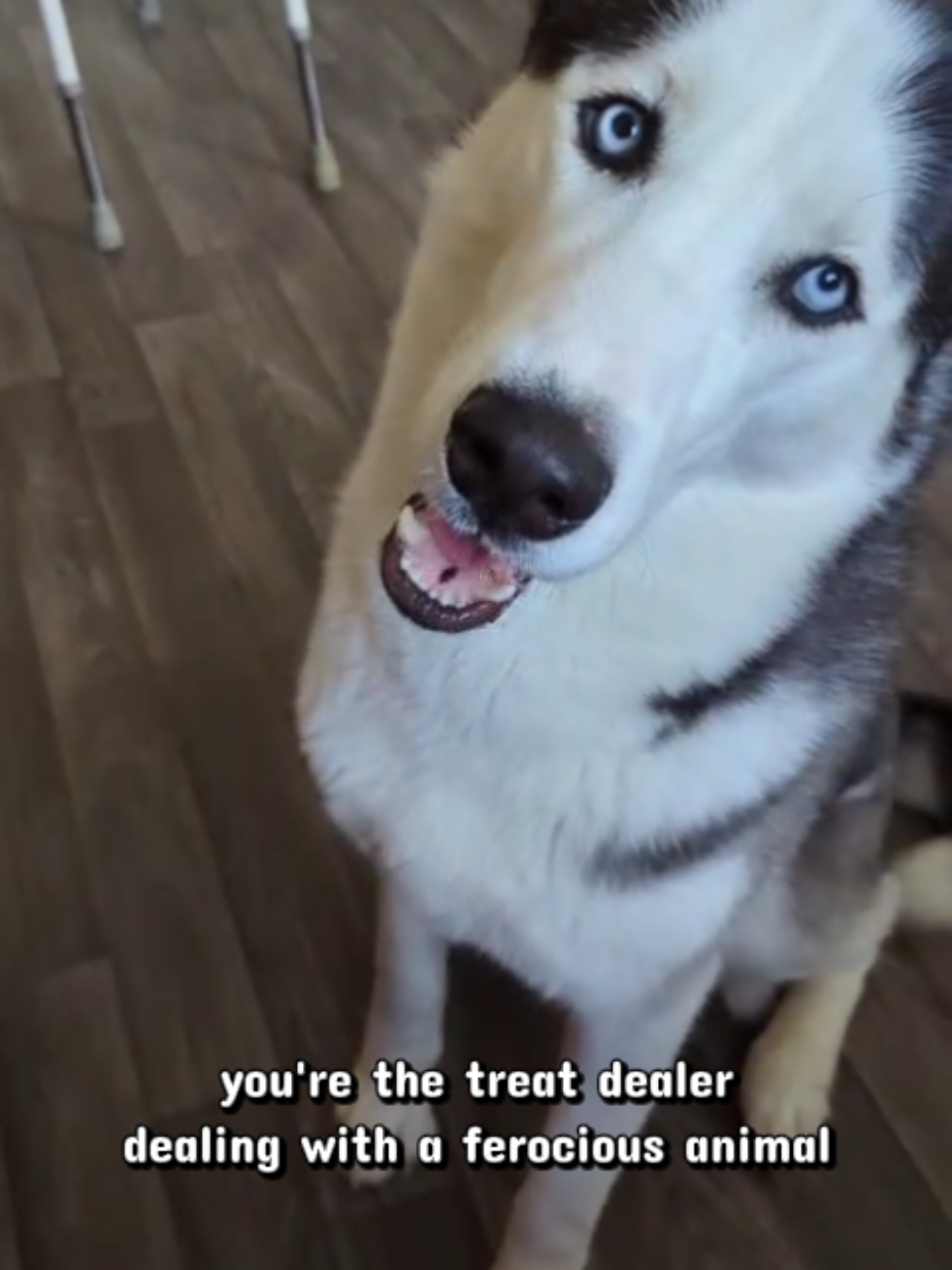 @Freya & Kuma
