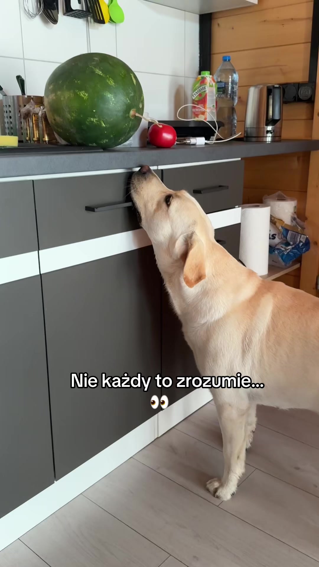 @Moonlife -Labrador Retriever