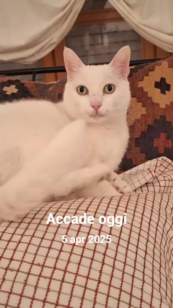 @gattopippo