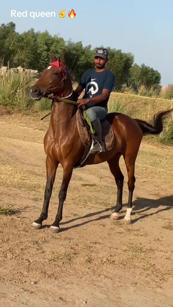 @Ch Hammad bokan ♥️🐎