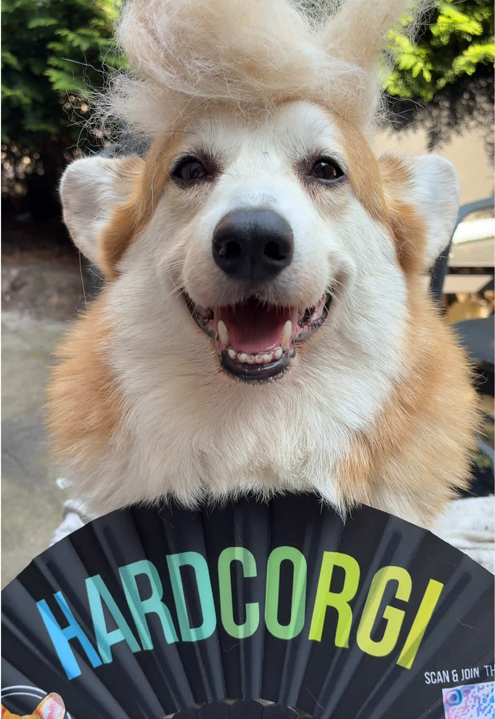 @Kickroll Corgi Charlie ๐ถ๐