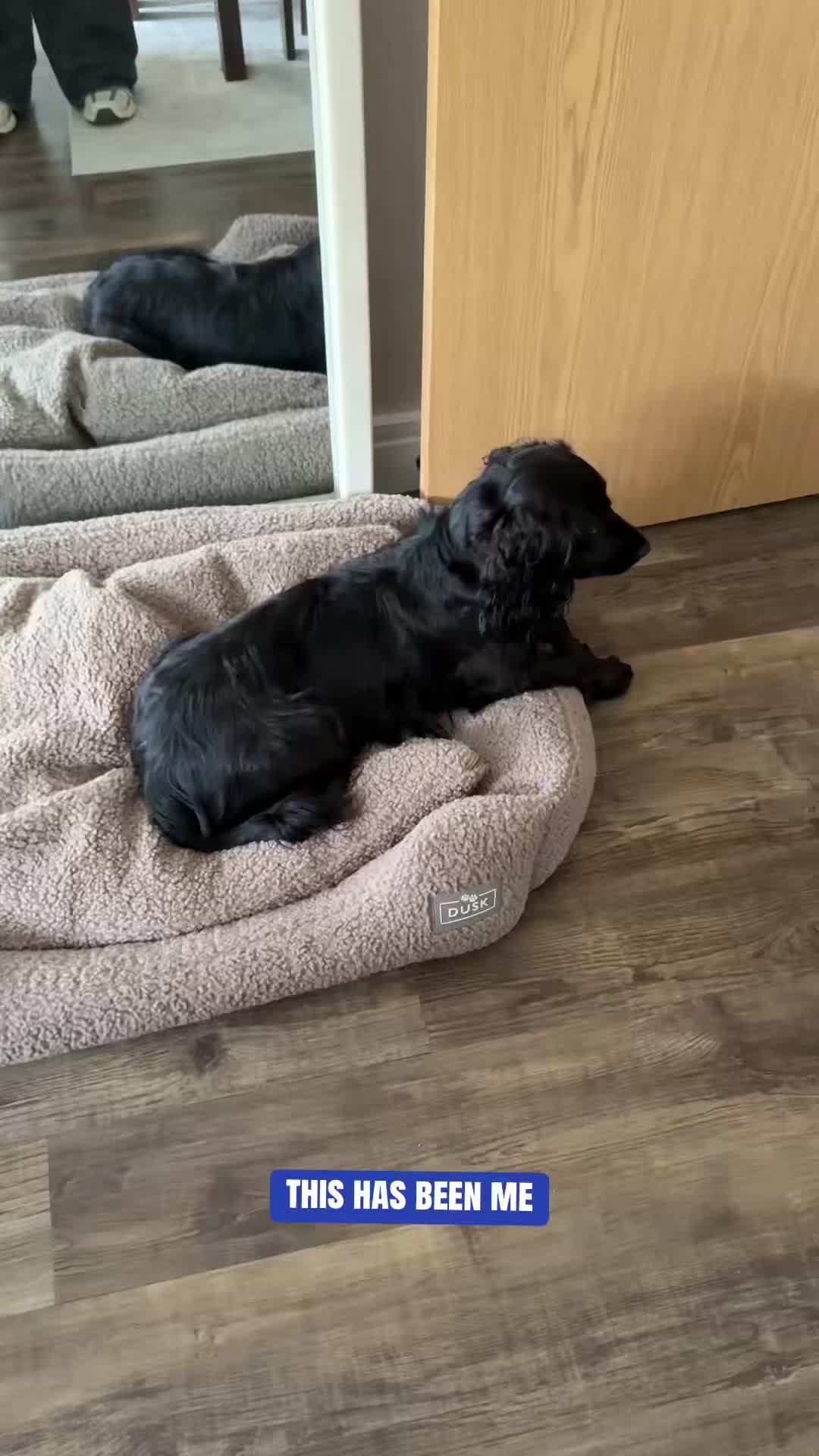 @maggie.moo.cocker