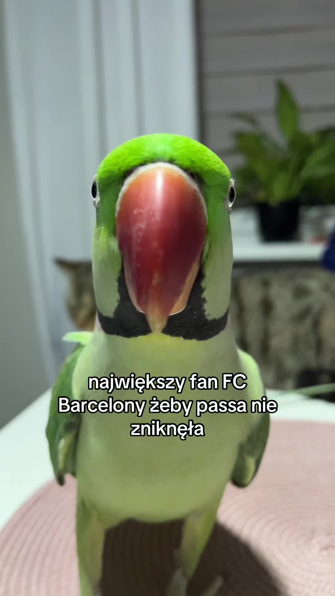 @majucha