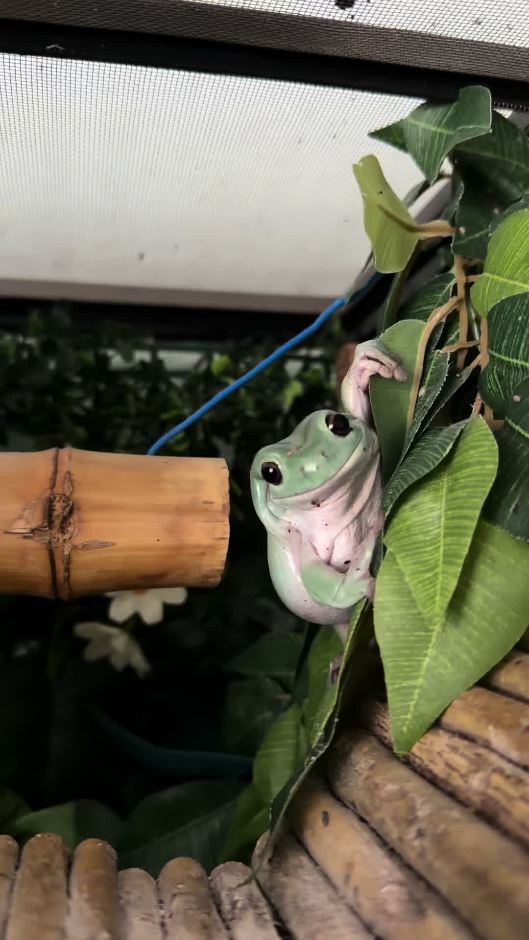 @frogsandoddities
