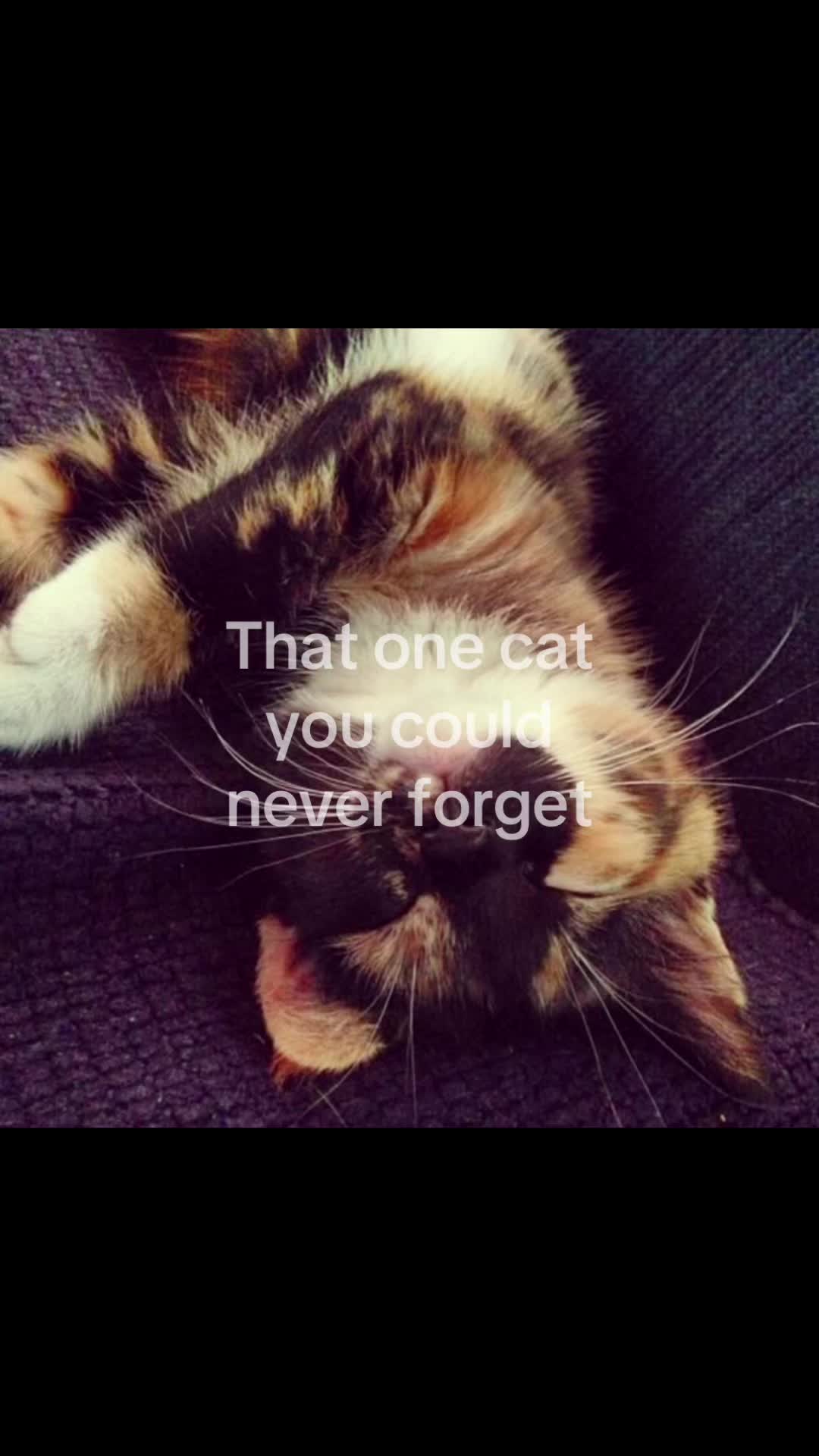 @meow