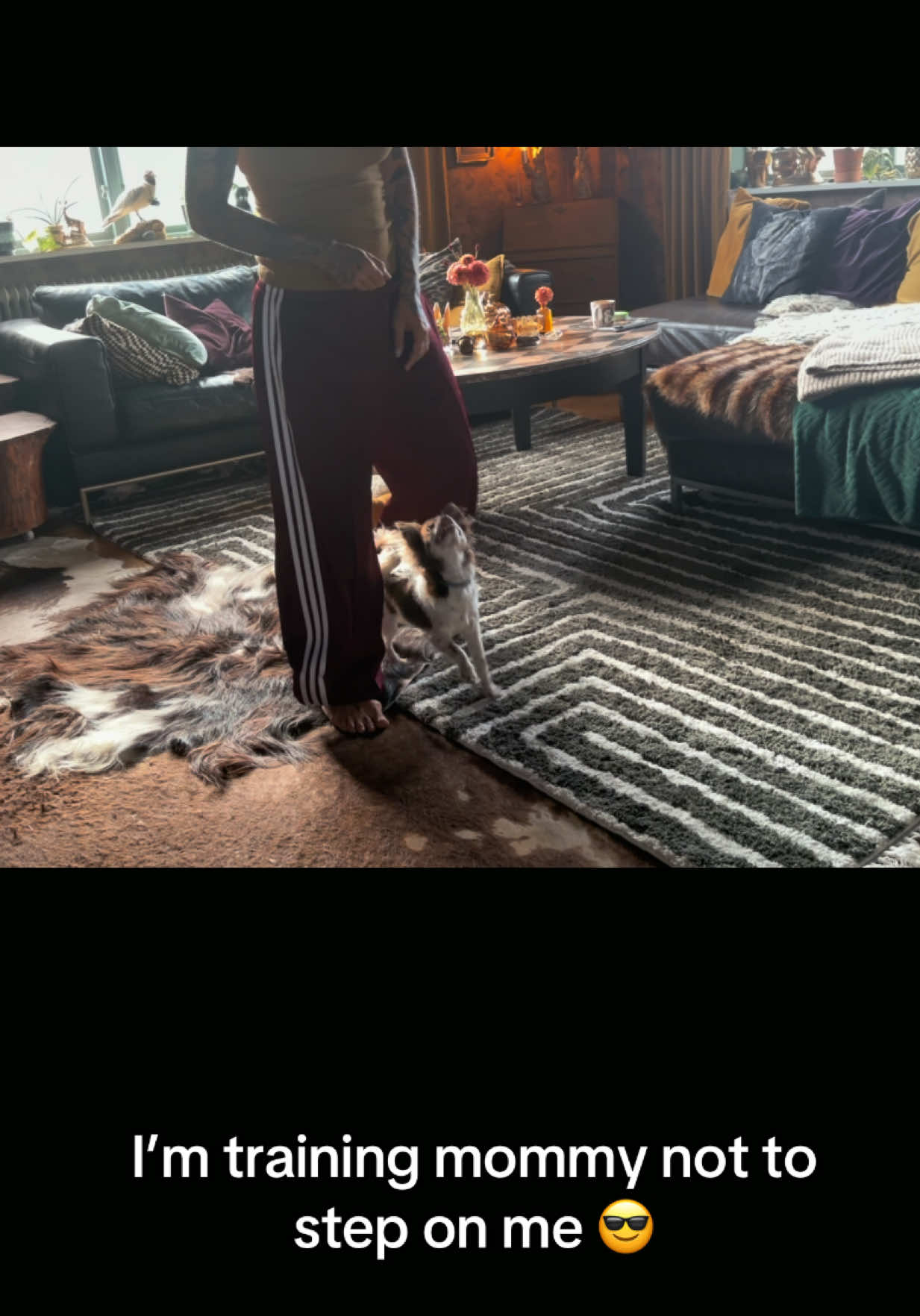 @MorrisMiniDog