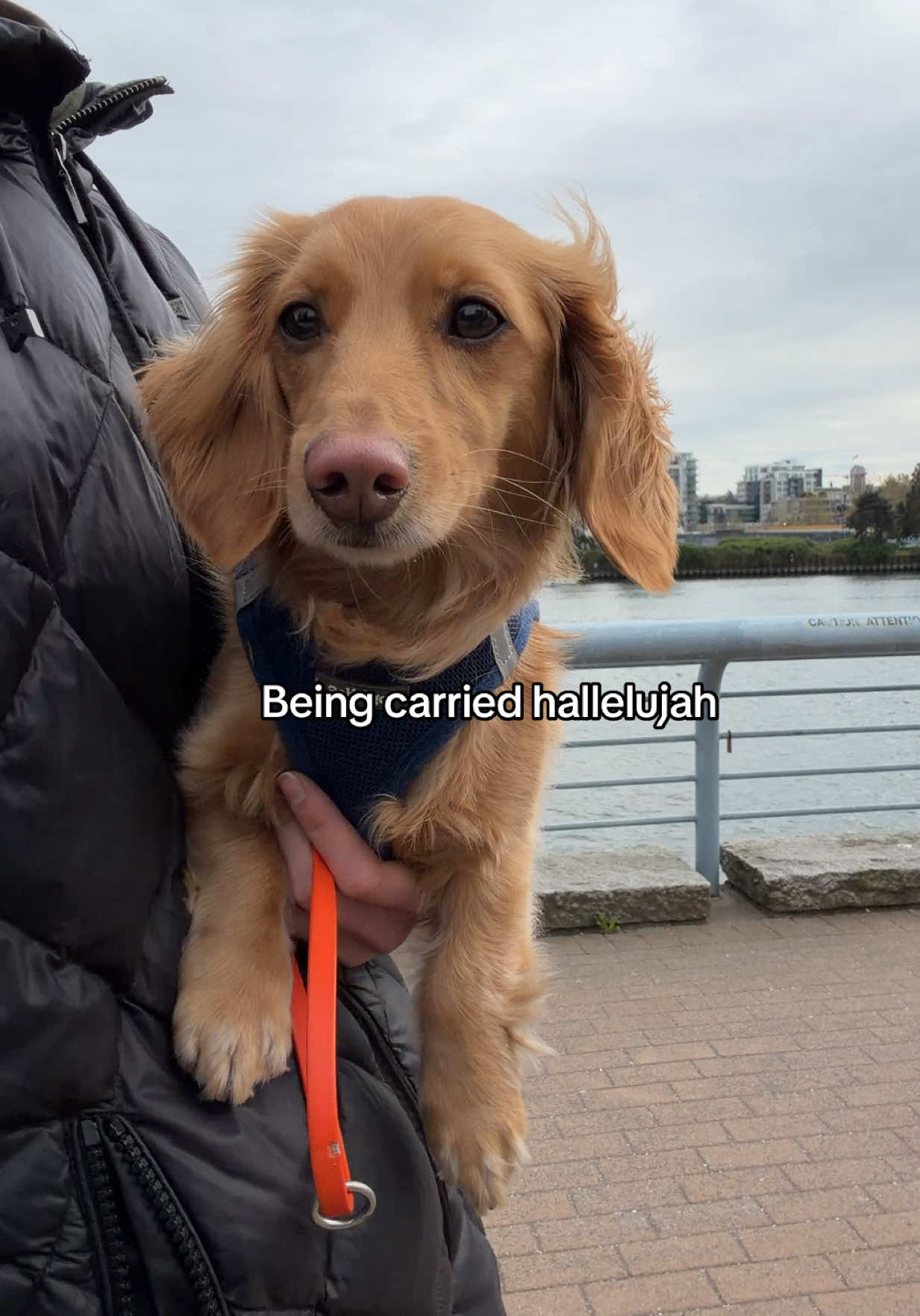 @cashewdachshund