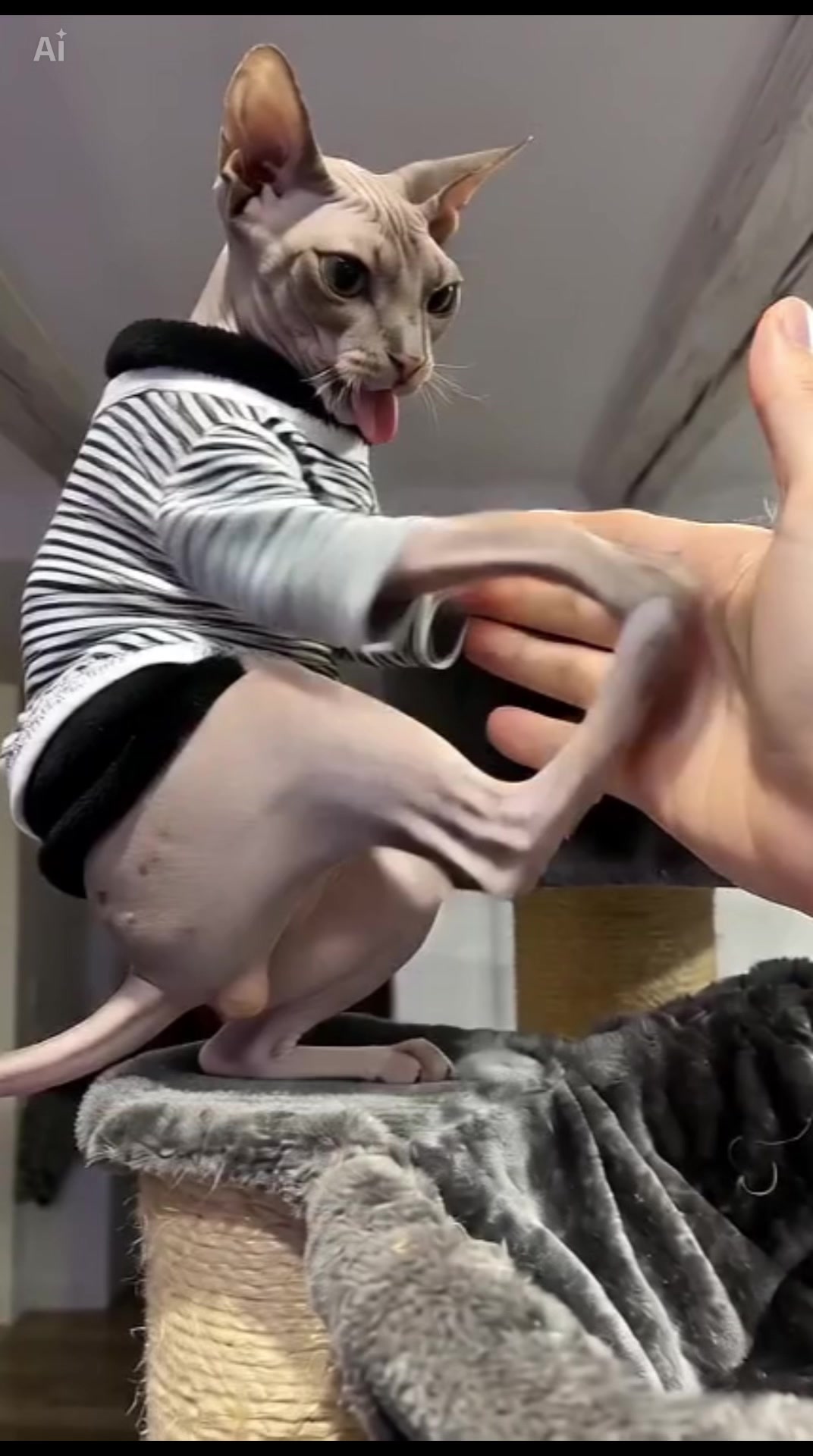 @🐈&zwj;⬛ K&iuml;ssk&aring;🐈&zwj;⬛