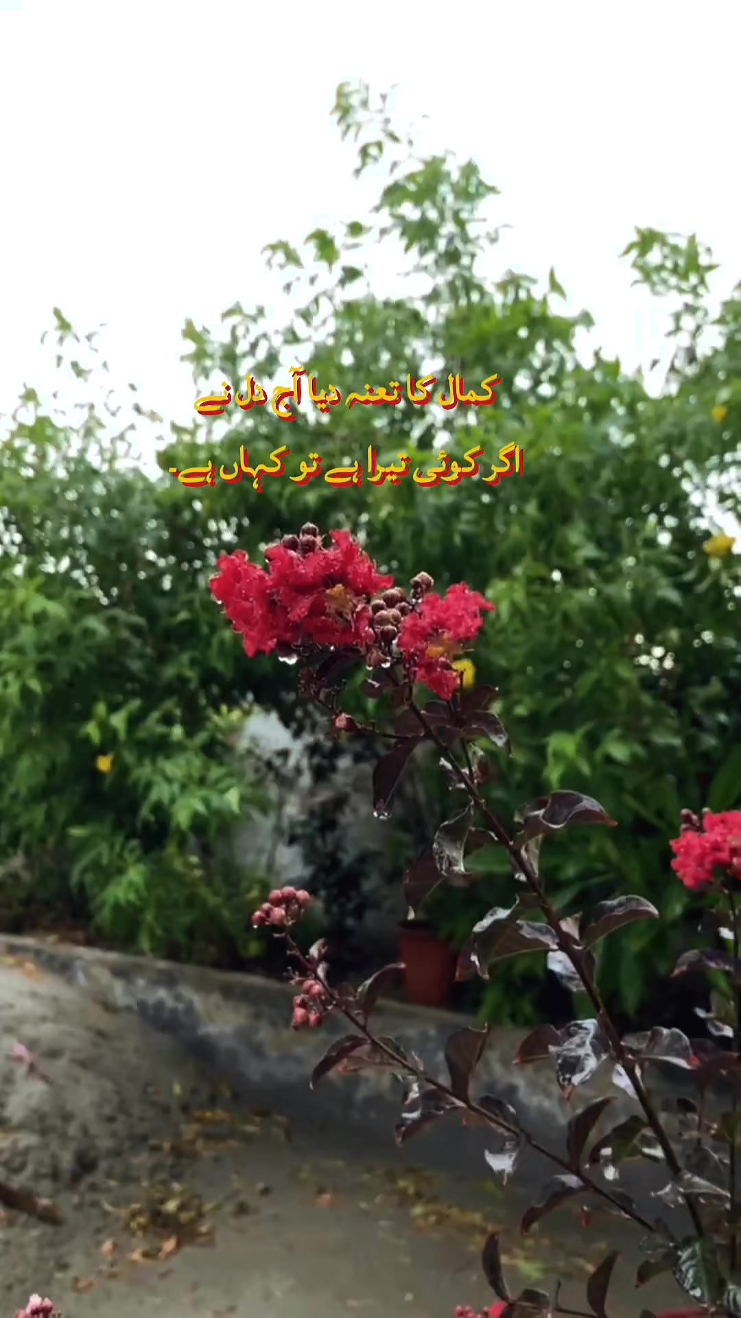 @mishy♡❀
