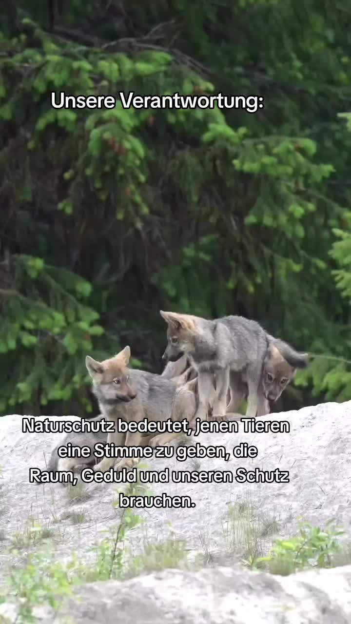 @Schutz für Wolf und Weide 🇦🇹