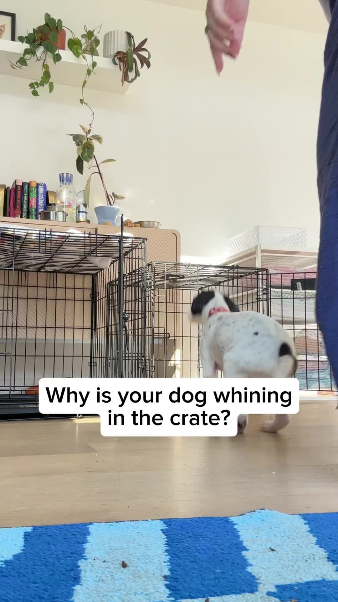 @Adopt a Pet