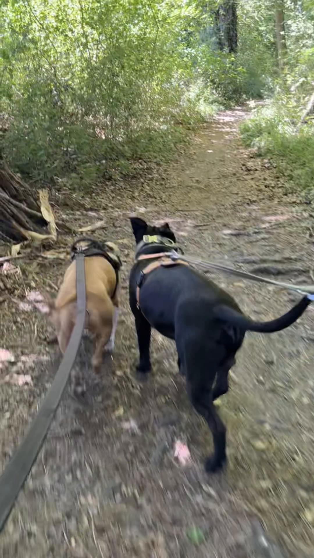 @Amstaff Tyson & Tayna &hearts;️