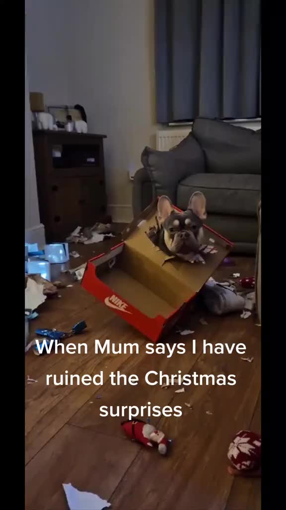 @Paddythefrenchie