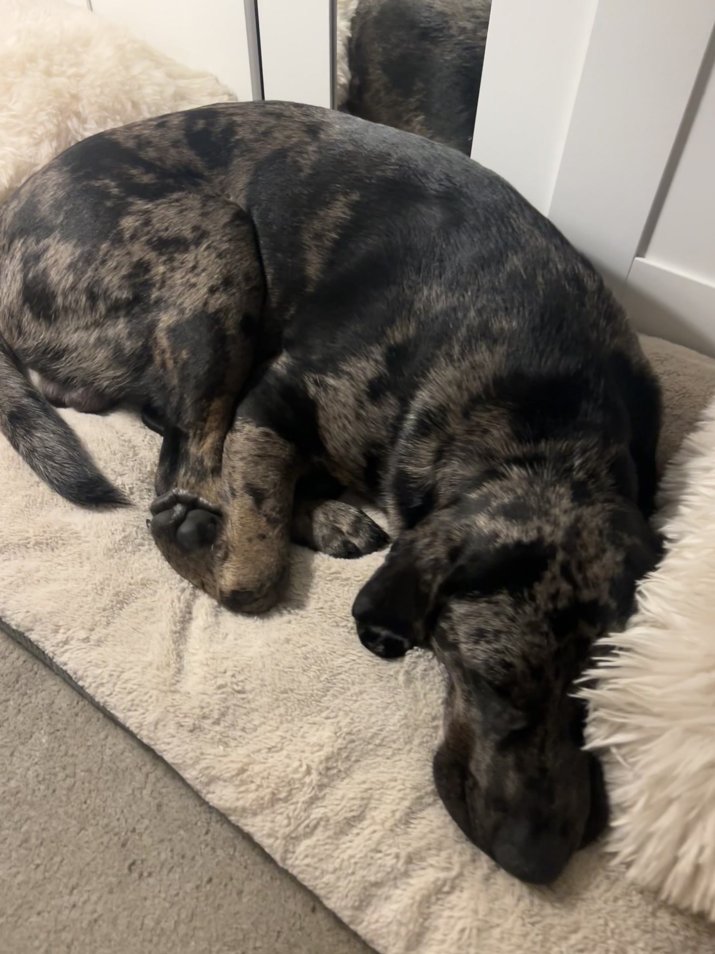 @Leotheleopardlab