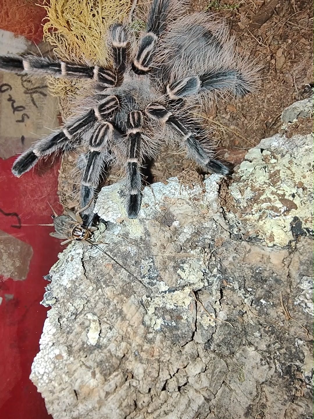 @The Spider Shop