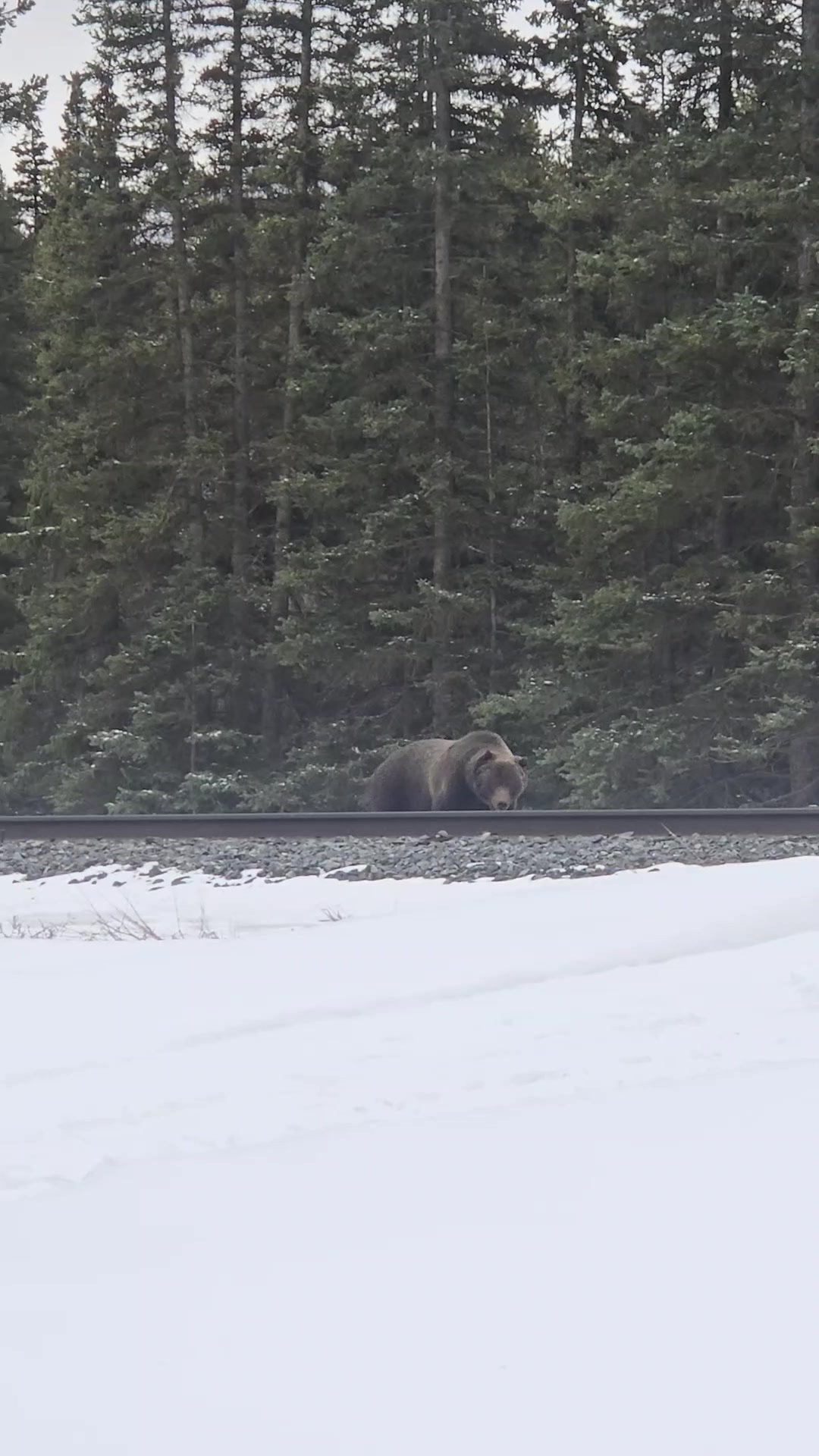 @Banff Nature and Wildlife