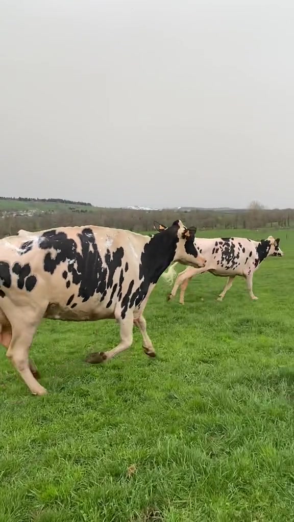 @Chloé 🌷🐮