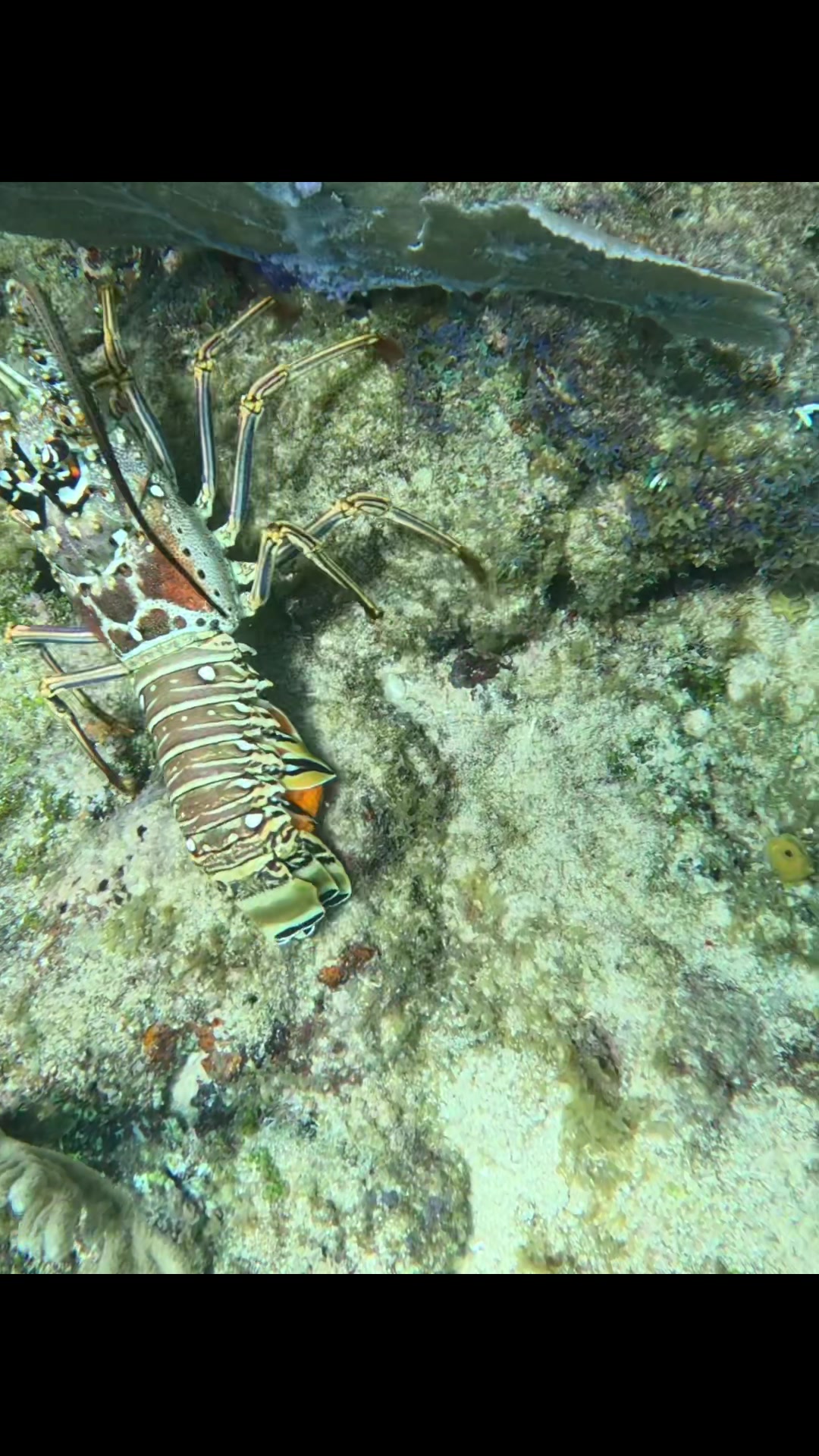 @Chill Diving