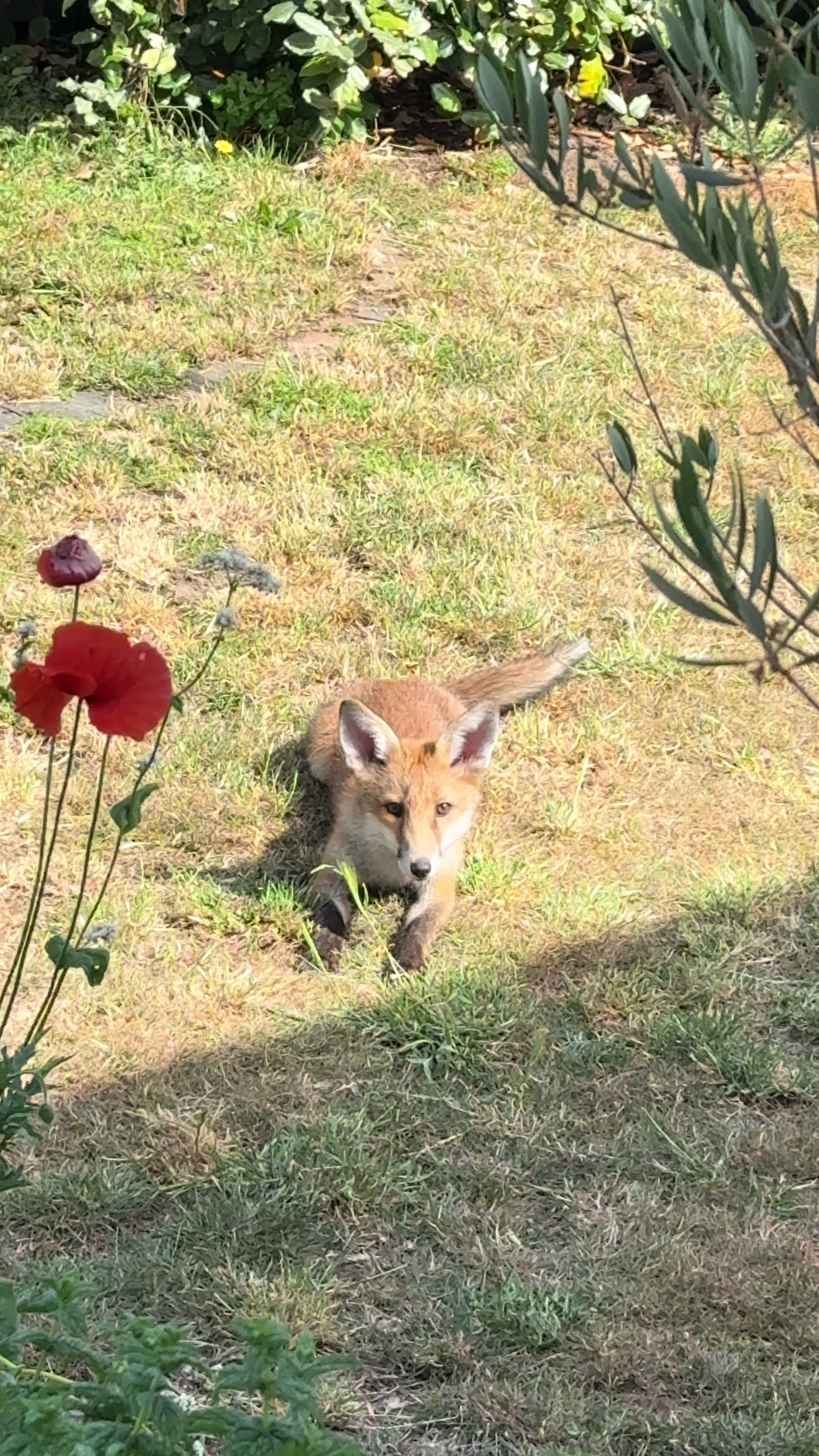 @gp_wildlife