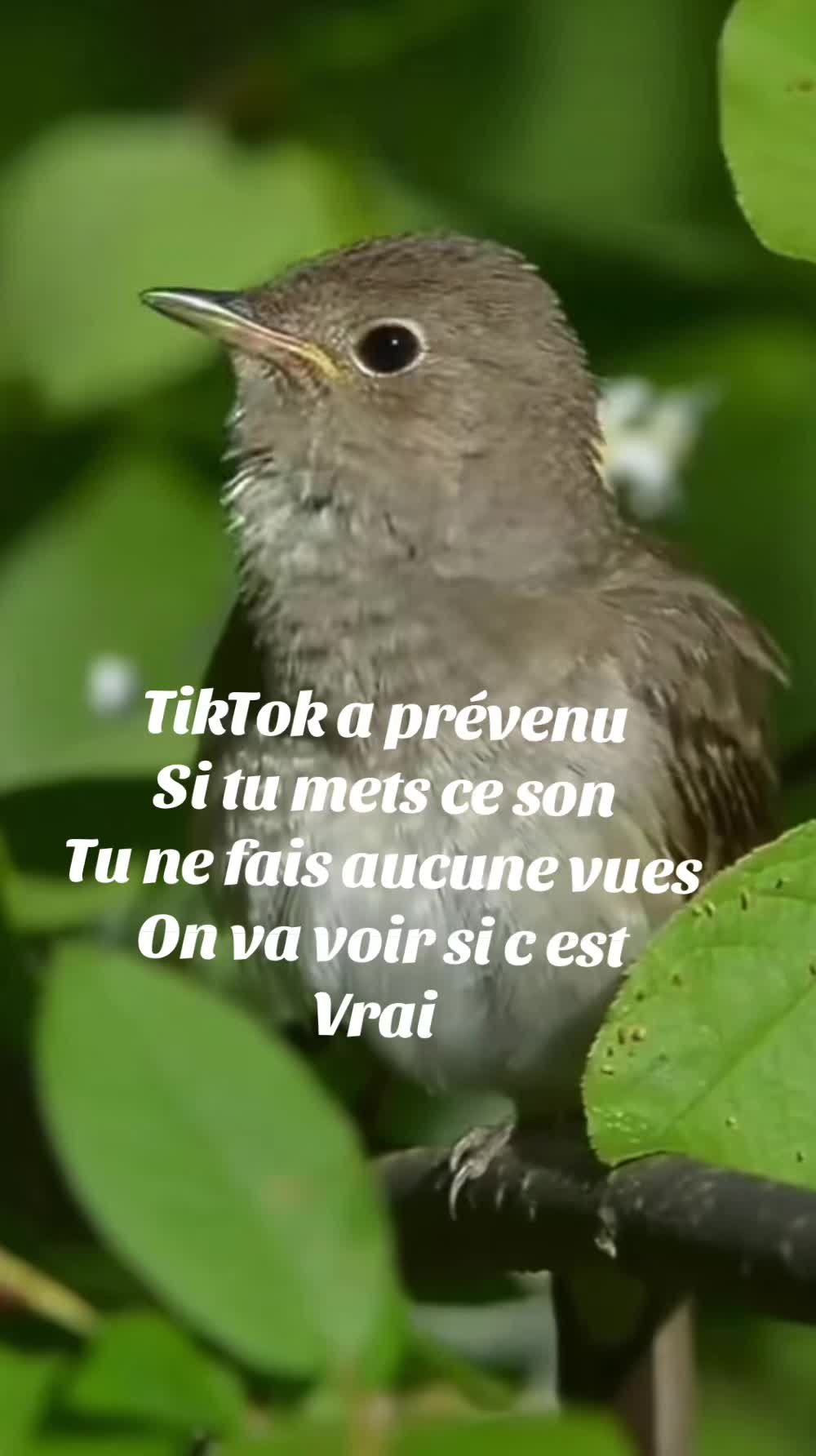 @hibou débrouillard