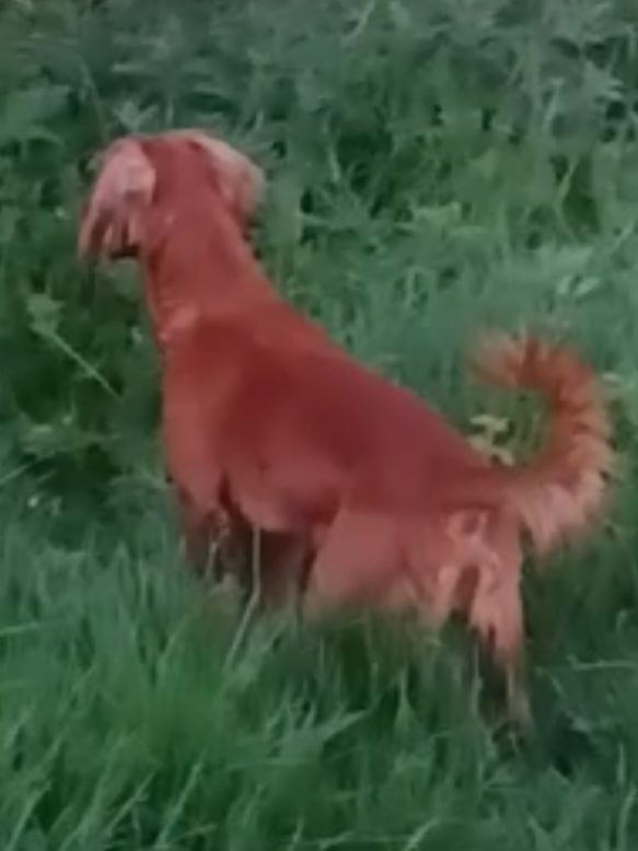 @🐕Mountain Bertie 🐕