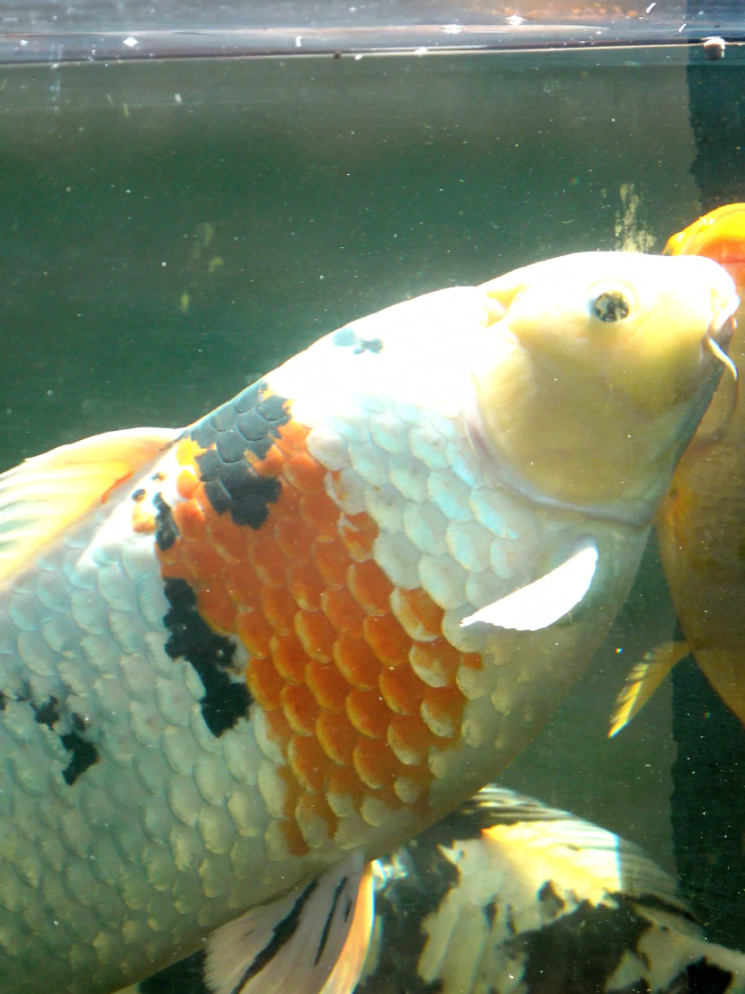 @Discus and Koi fish