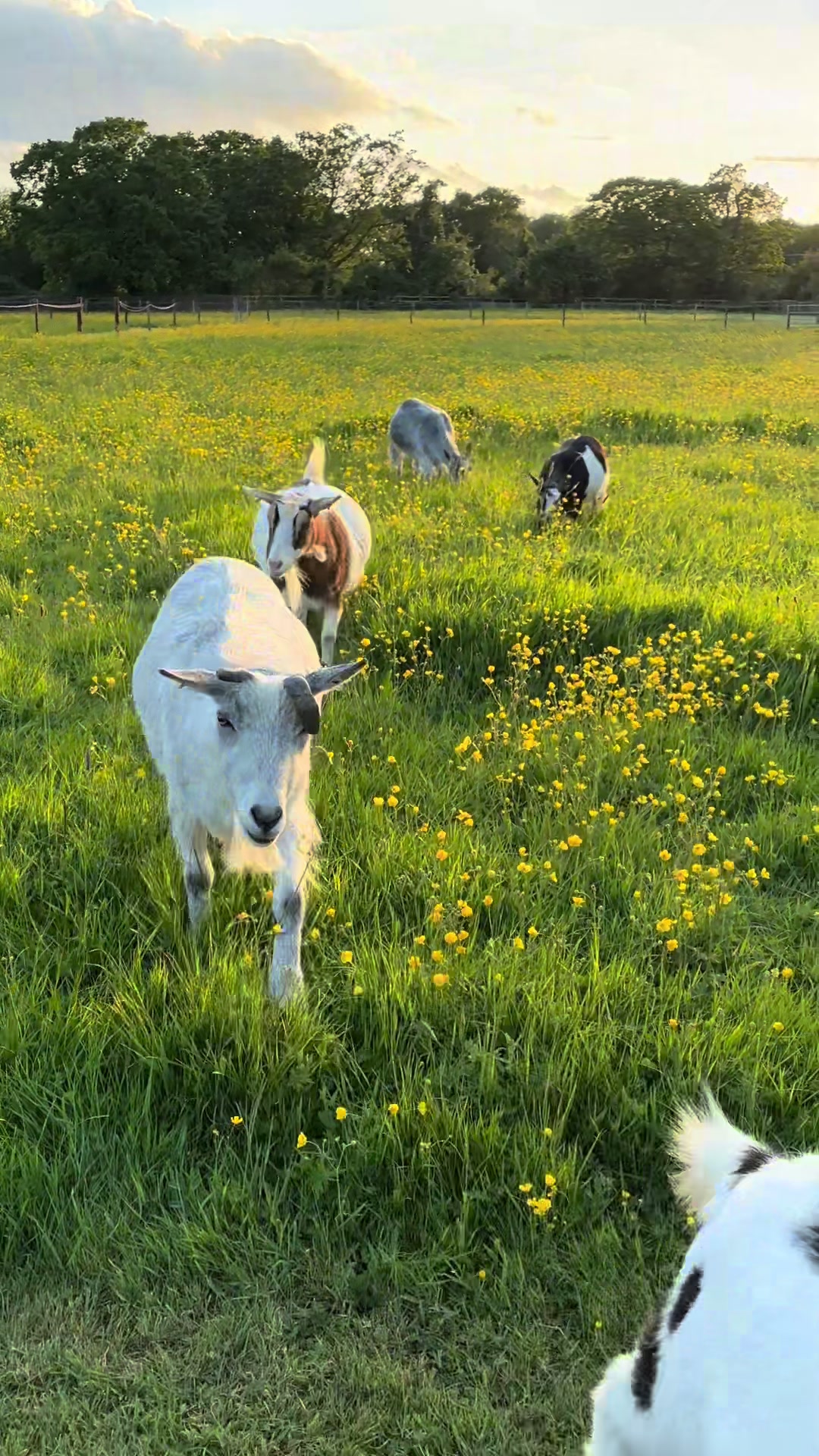 @GiddyAboutGoats