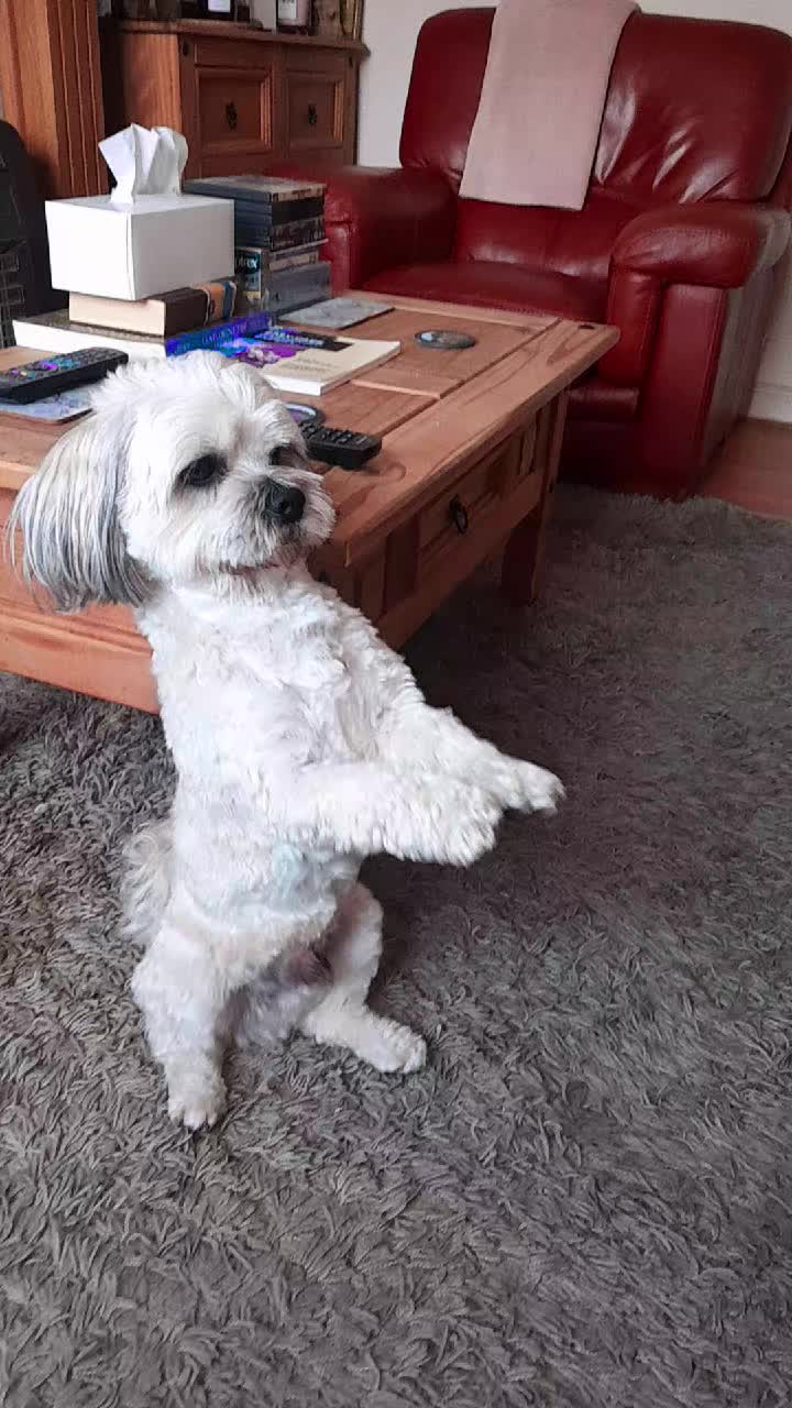 @Teddy bear dancingdog