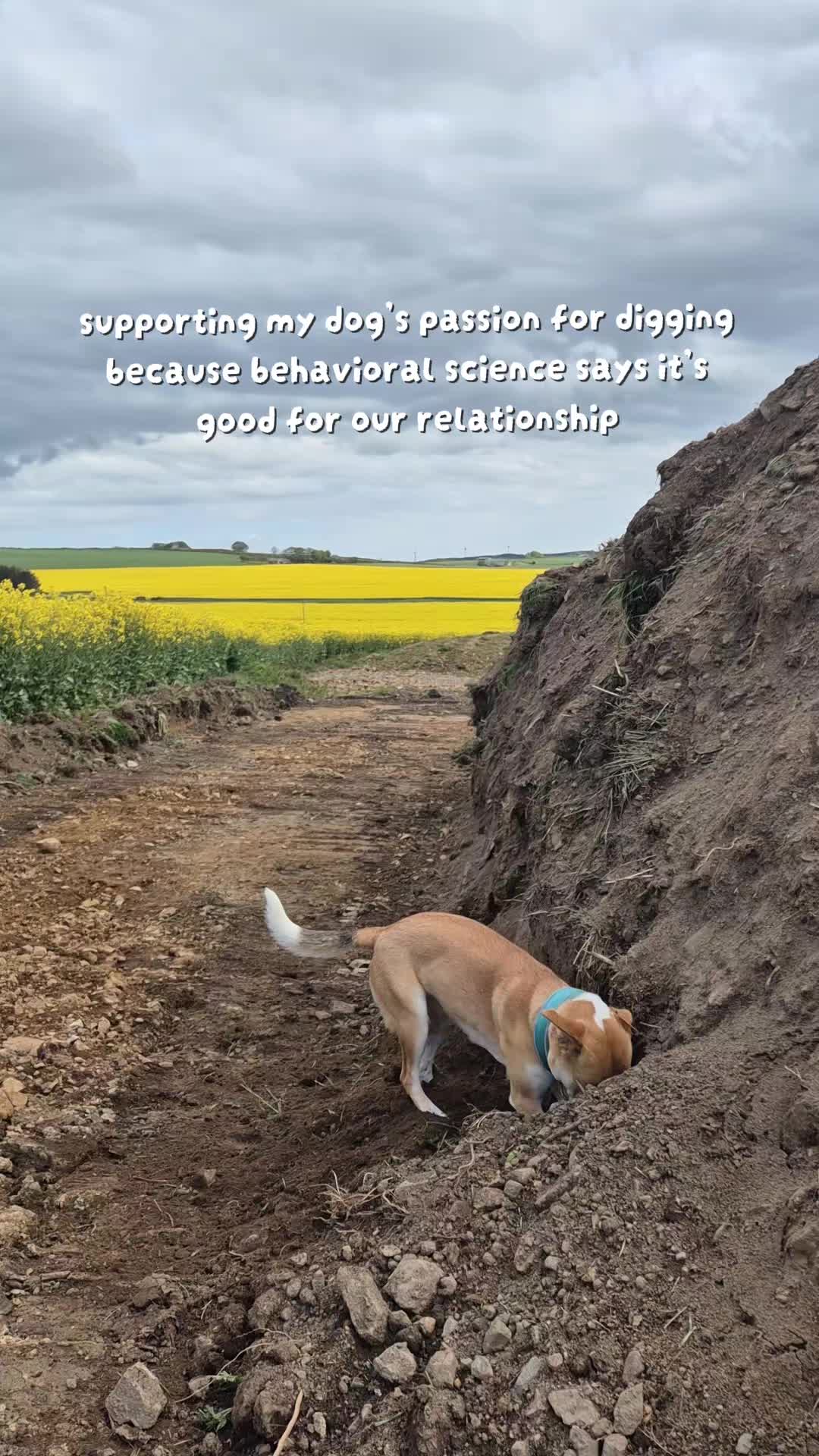 @wildlife_rescue_adventure