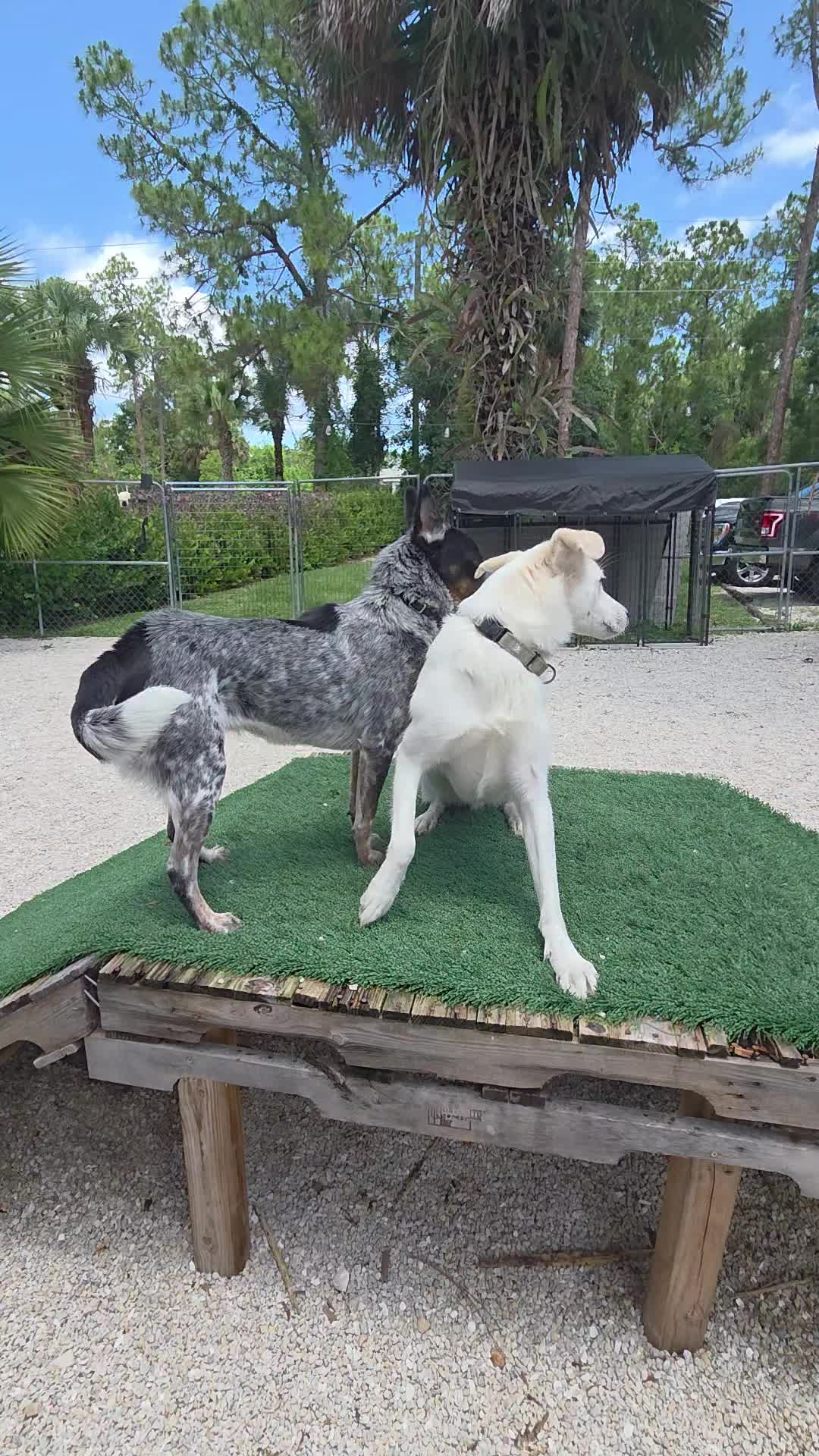 @tatumpetcarehaven