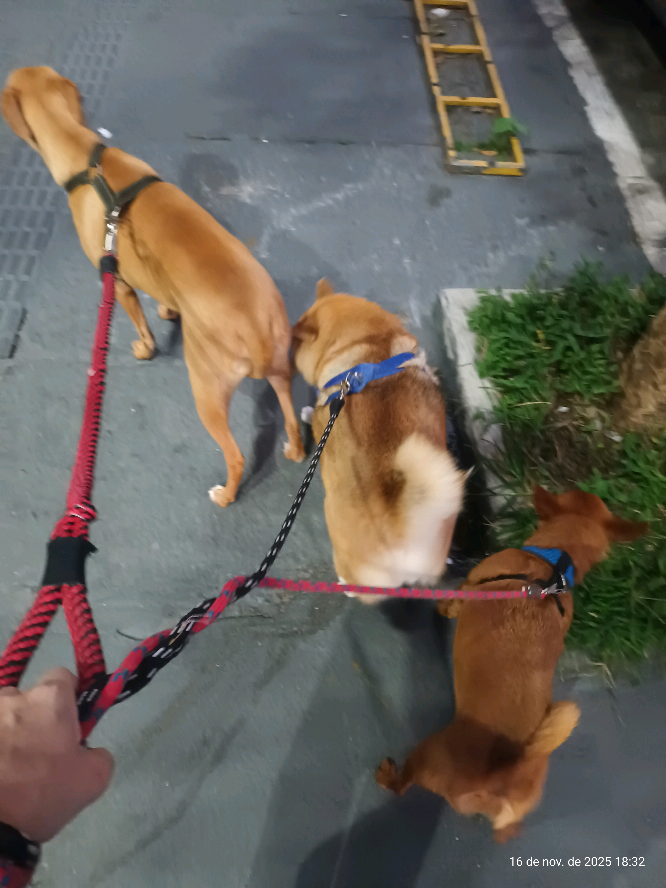 @Cosmos🐕 Maui🐶  Aurora🦊