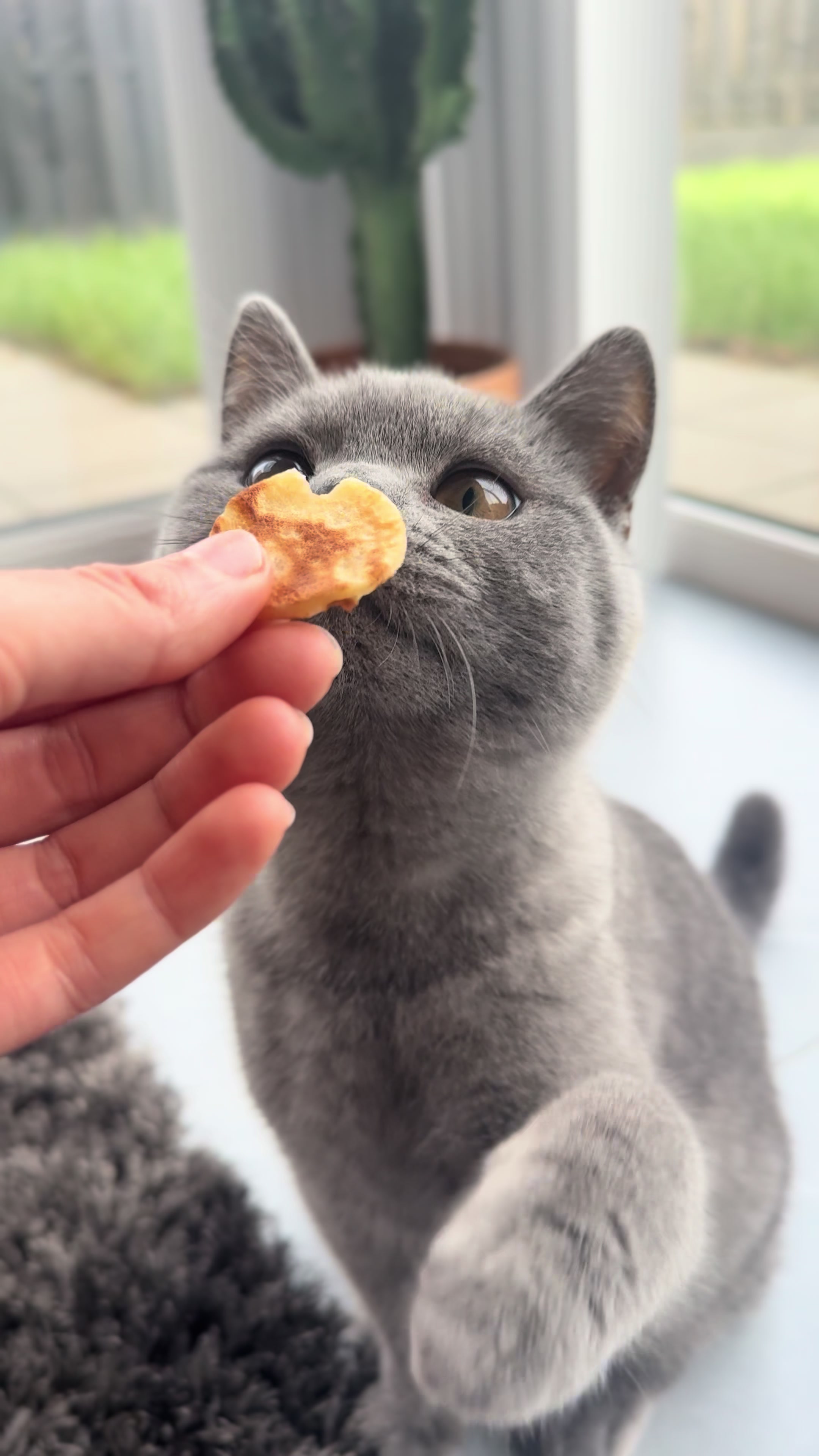 @GooseTheShortHair