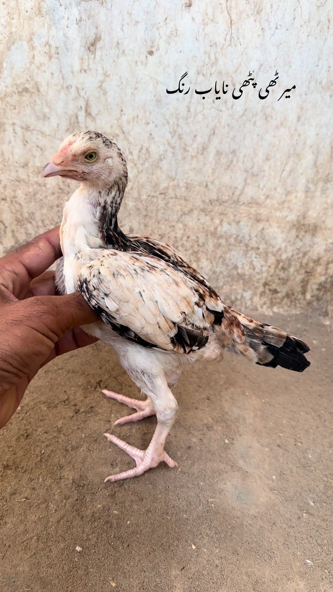 @Poultry Markaz